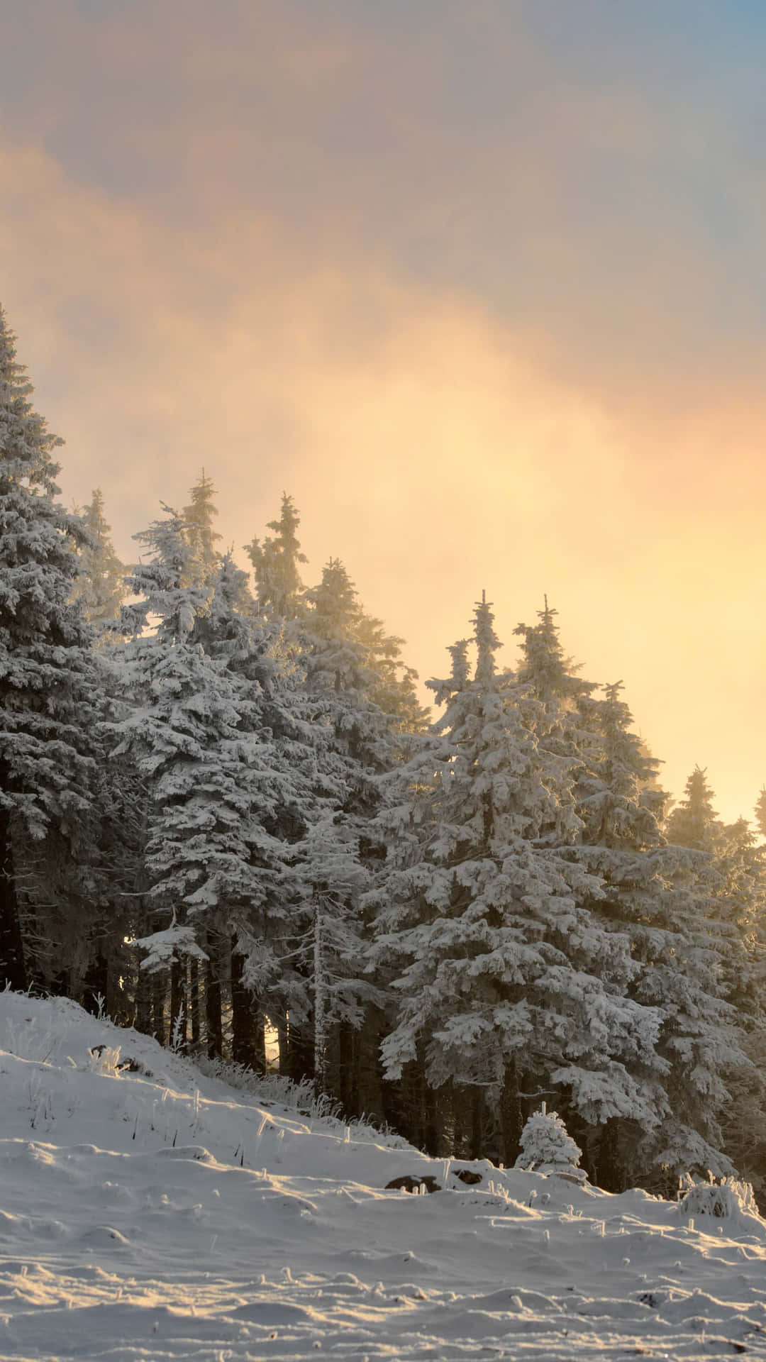 Winter Sunset Glow_ Forest Scene.jpg Wallpaper