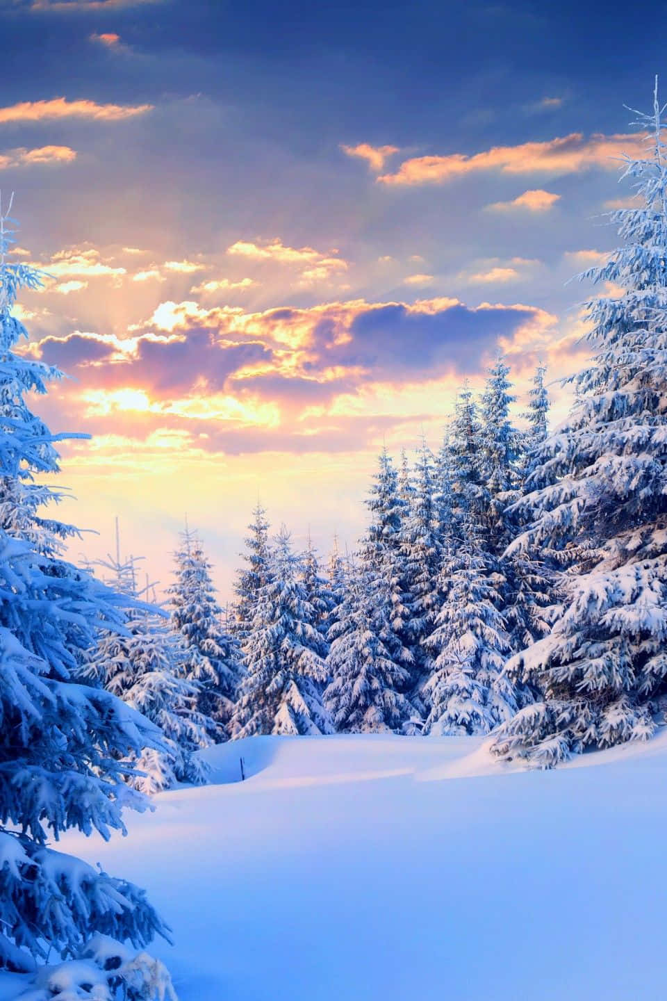 Winter Sunset Pines.jpg Wallpaper