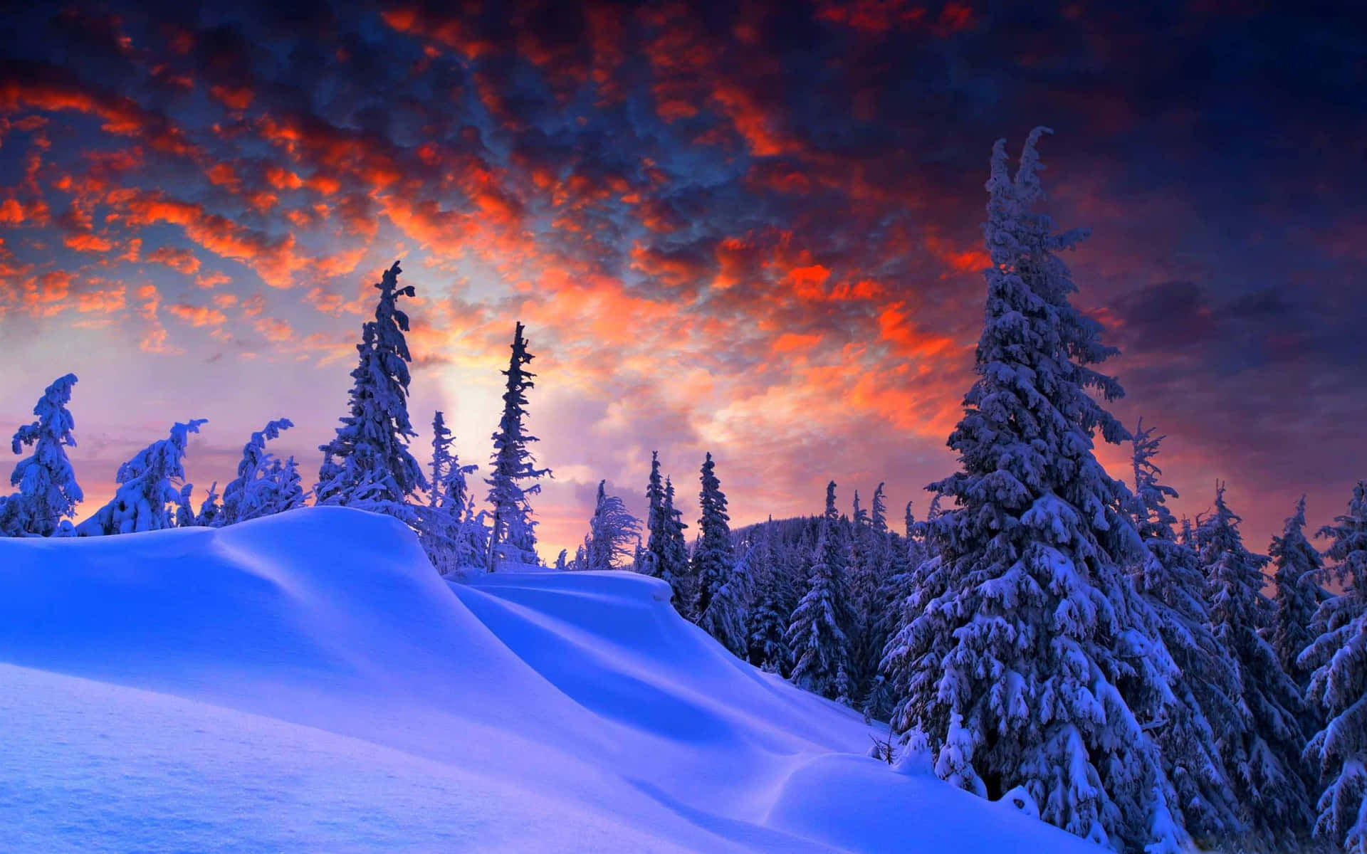 Winter_ Sunset_ Snowy_ Forest_ Scene Wallpaper