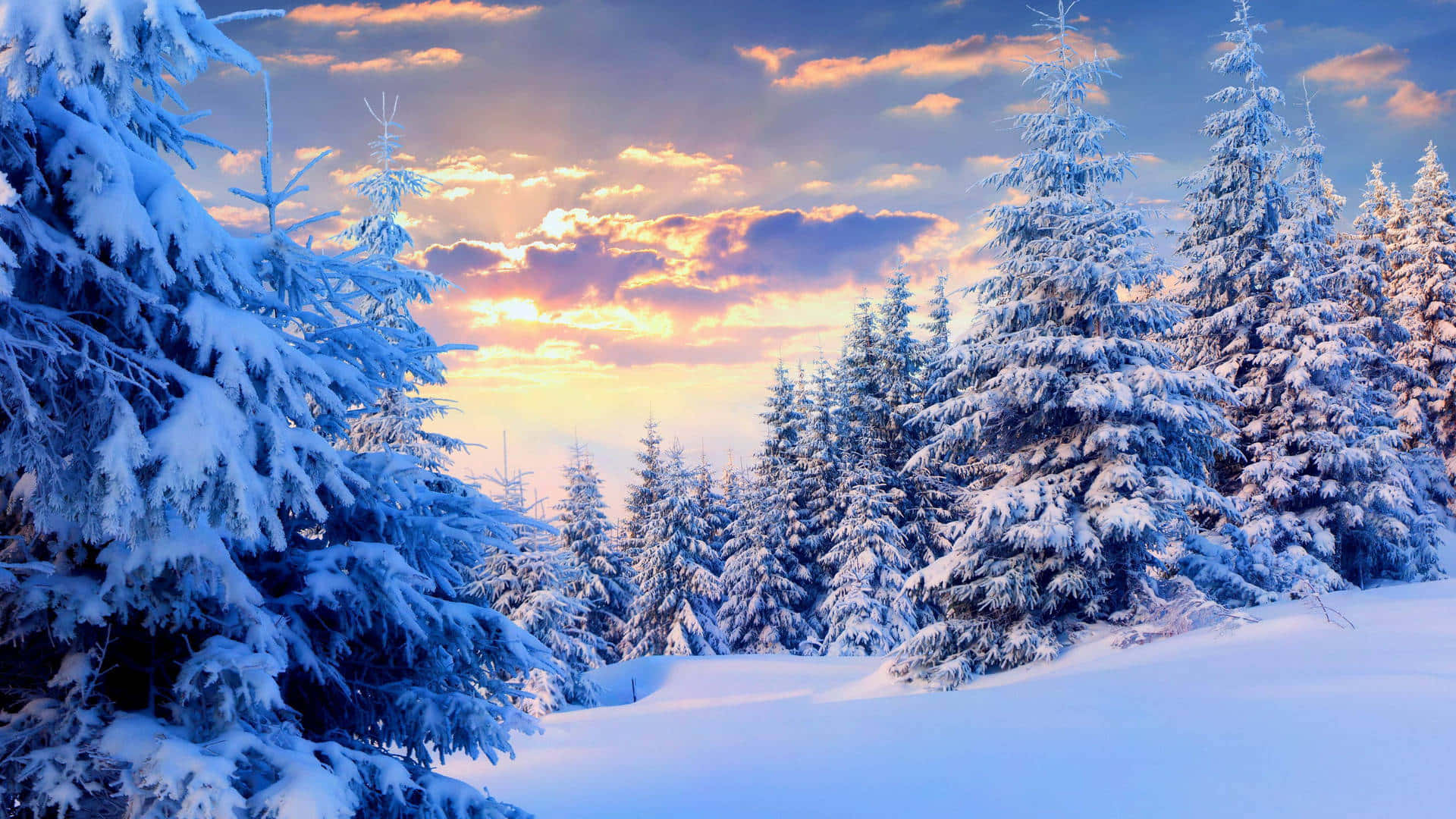 Winter_ Sunset_ Snowy_ Forest_ Scene.jpg Wallpaper