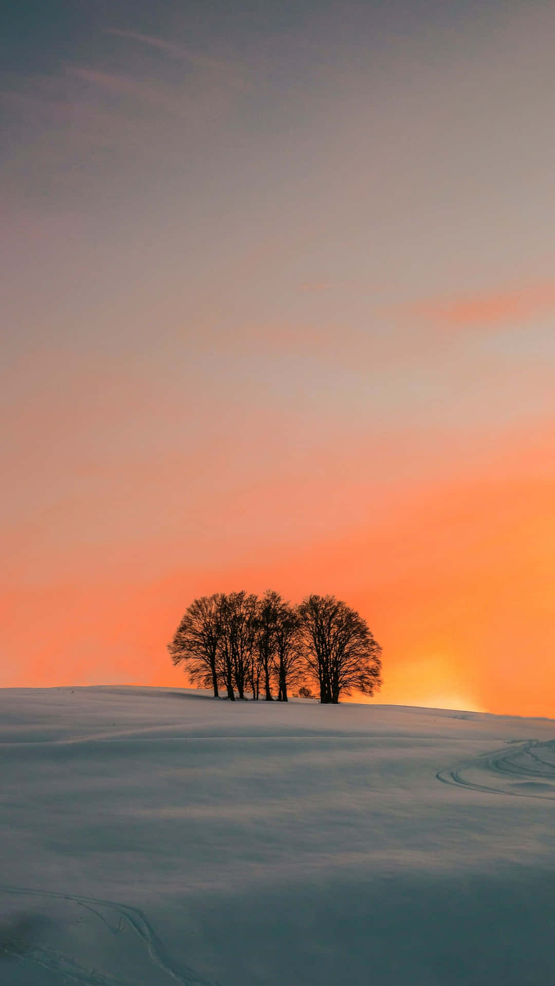 Winter Sunset Tree Silhouette Wallpaper