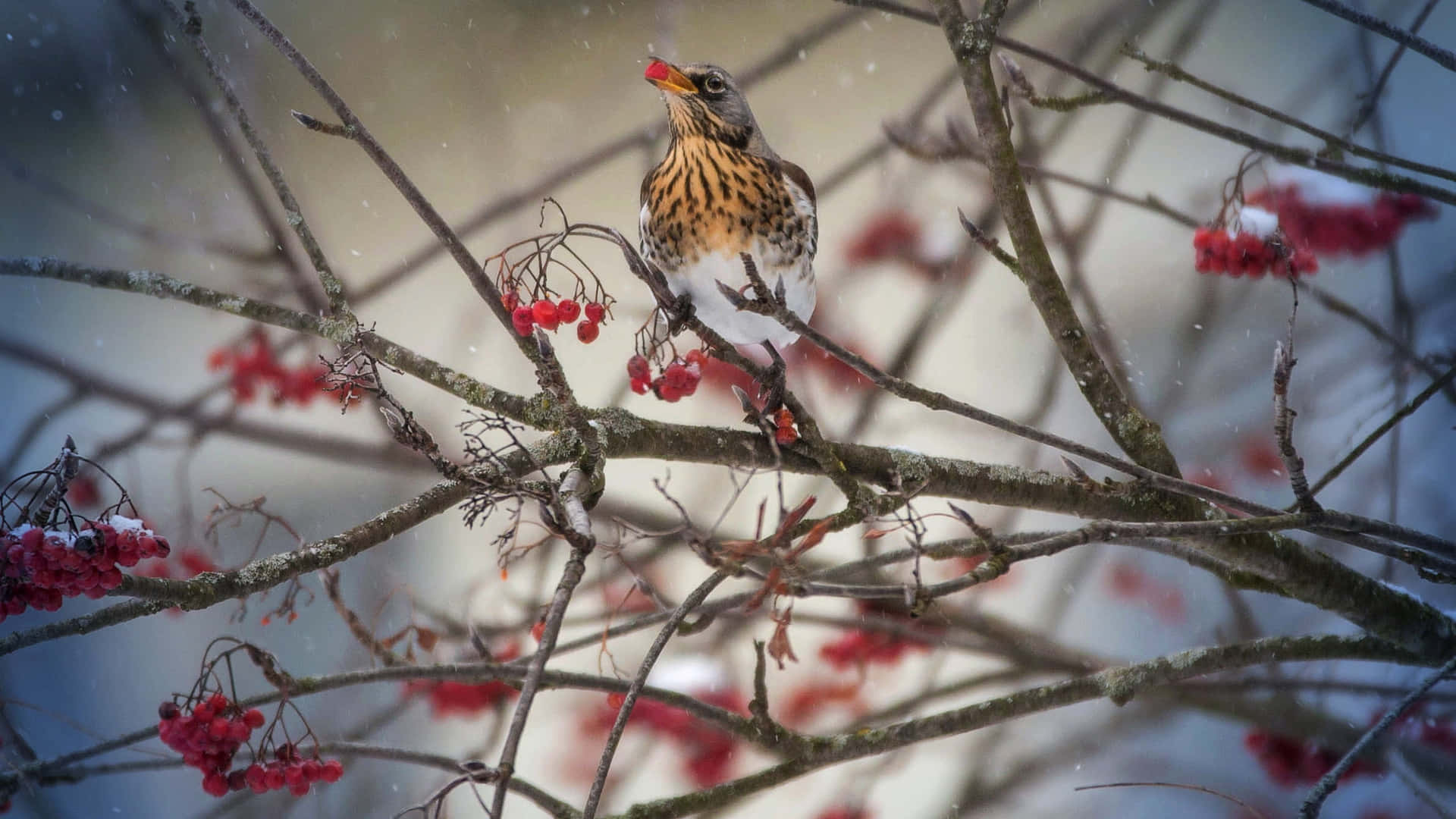 Winter Thrush Among Berries Wallpaper