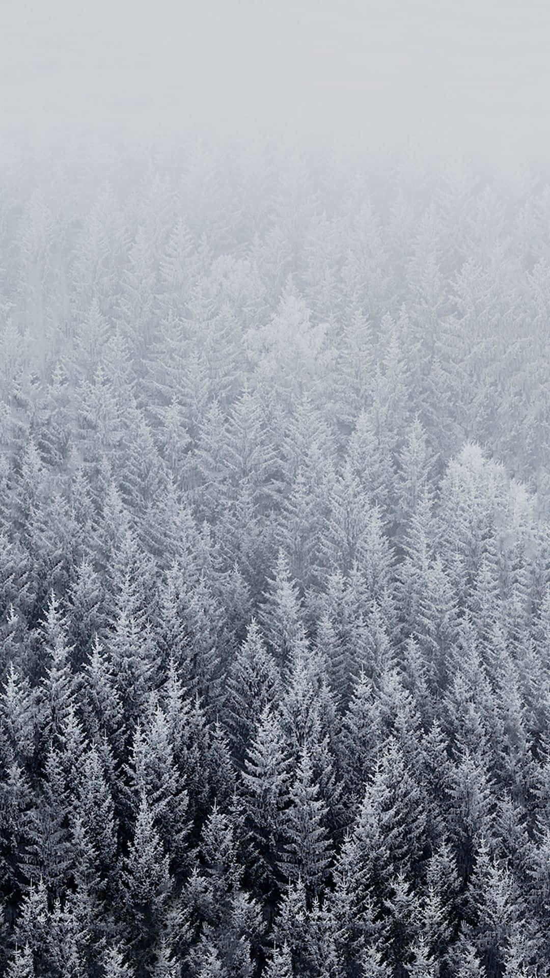 Árbolesmajestuosos Cubiertos De Nieve En Un Invierno Contra Un Cielo Cristalino Fondo de pantalla