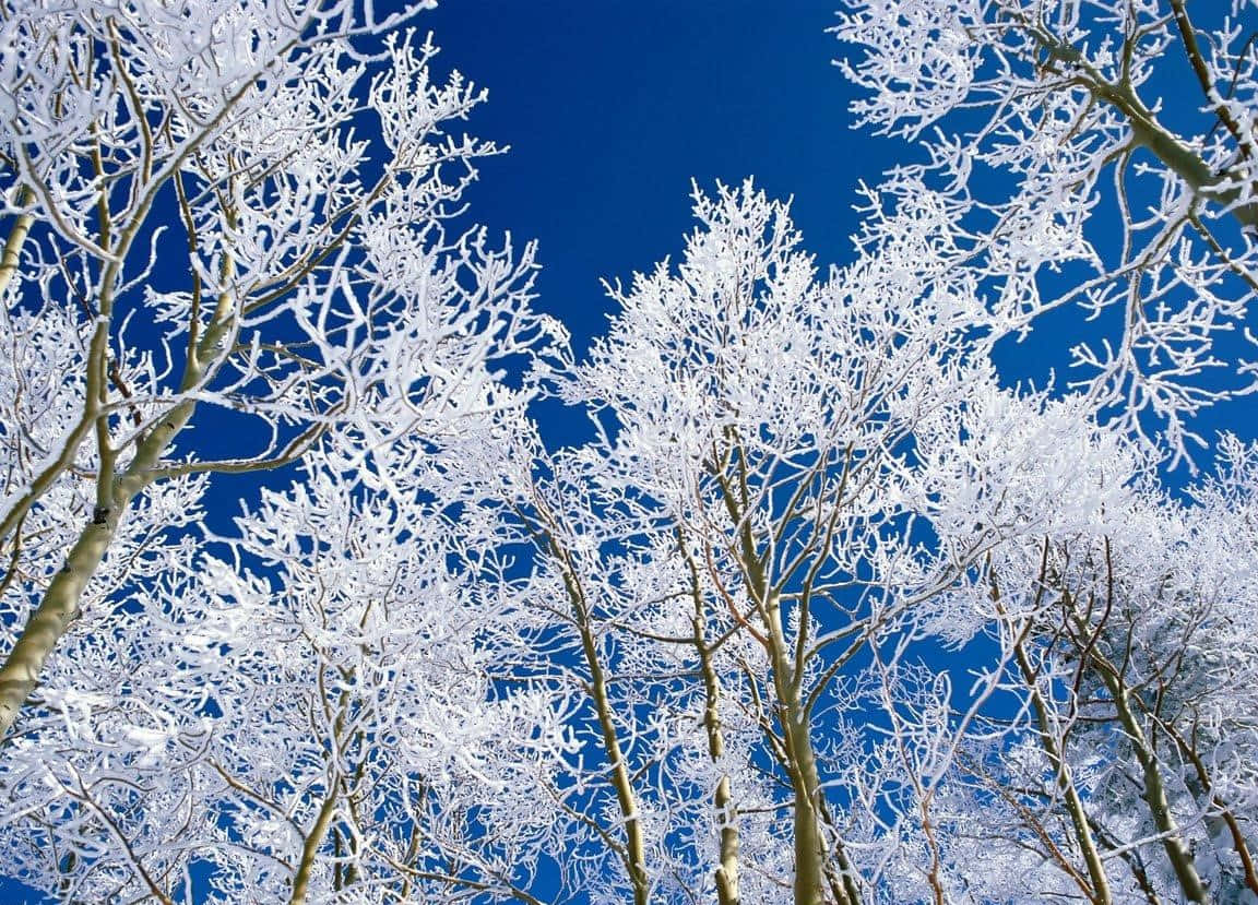 Árbolesmajestuosos De Invierno Alineados Contra Un Paisaje Nevado. Fondo de pantalla