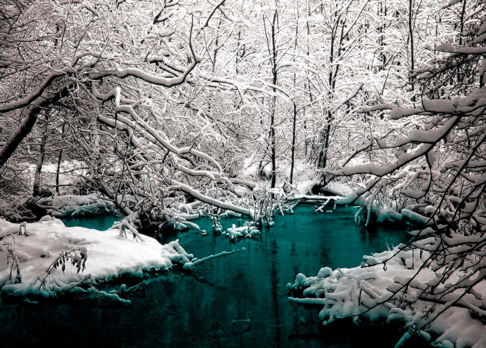 Imponentesárboles Invernales Cubiertos De Nieve. Fondo de pantalla