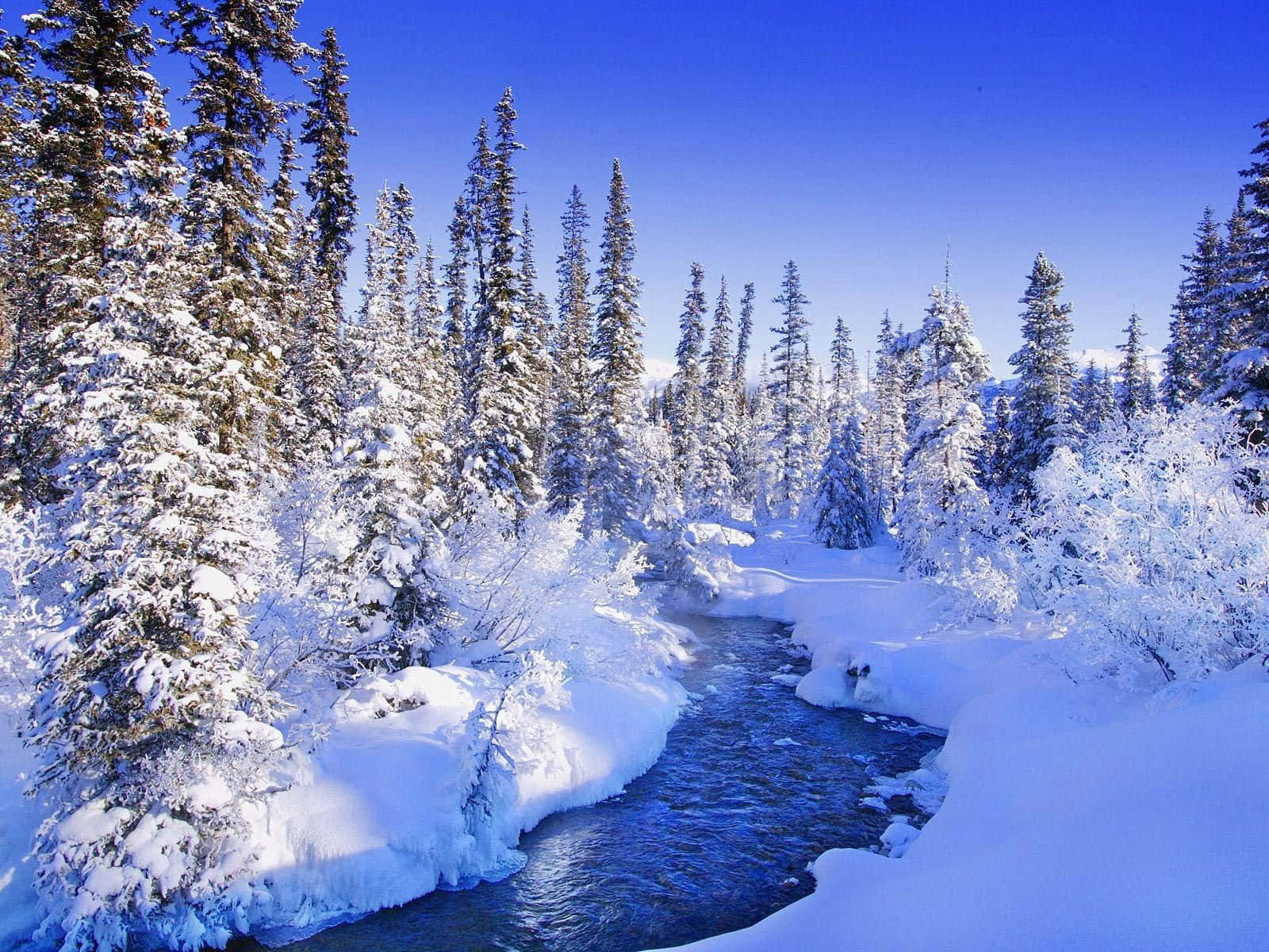 Paraísoinvernal Con Árboles Cubiertos De Nieve. Fondo de pantalla