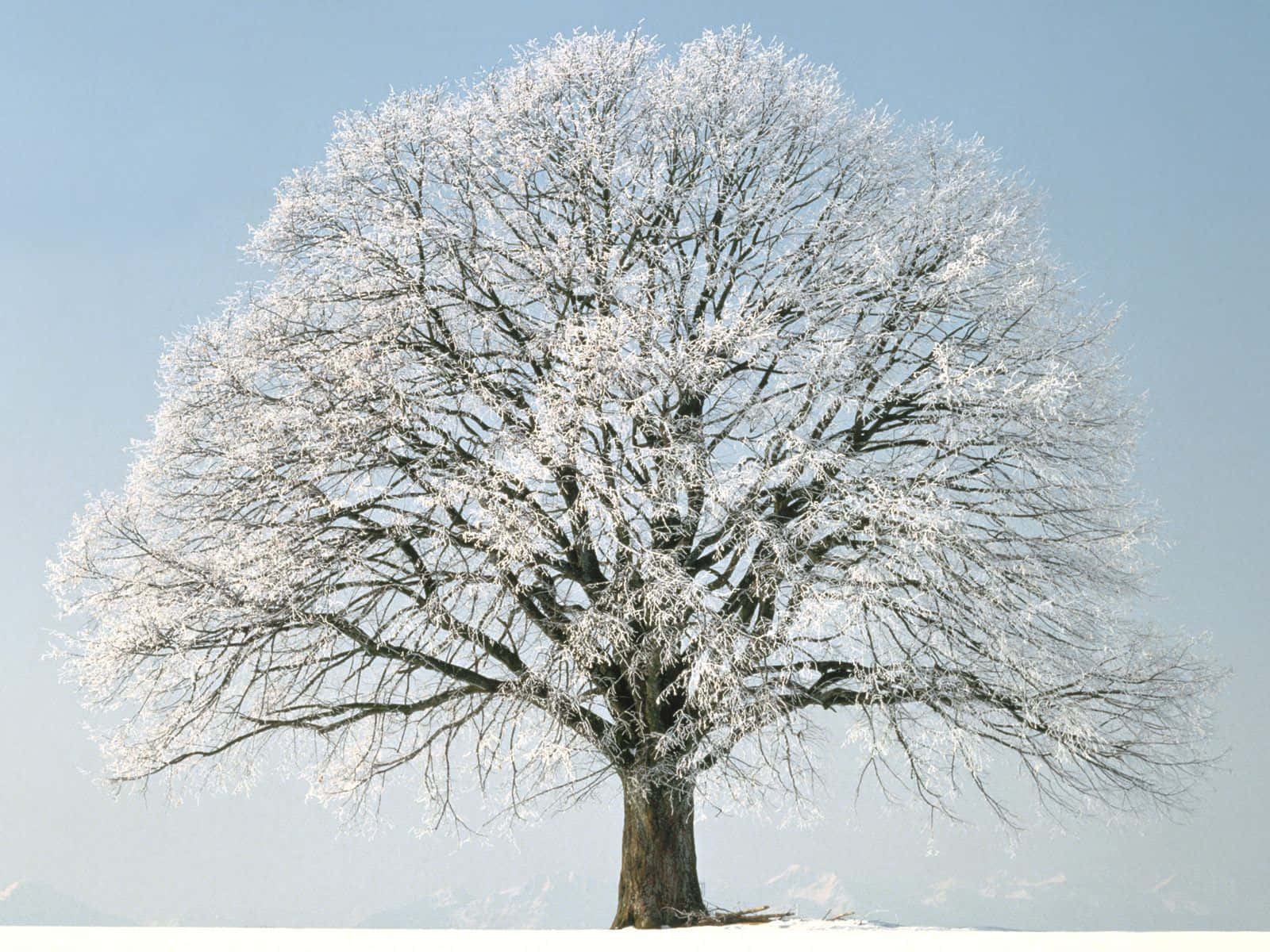 Majestic Winter Trees in a Serene Landscape Wallpaper