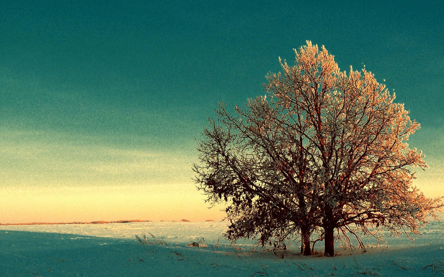 Captivating Winter Trees Wallpaper