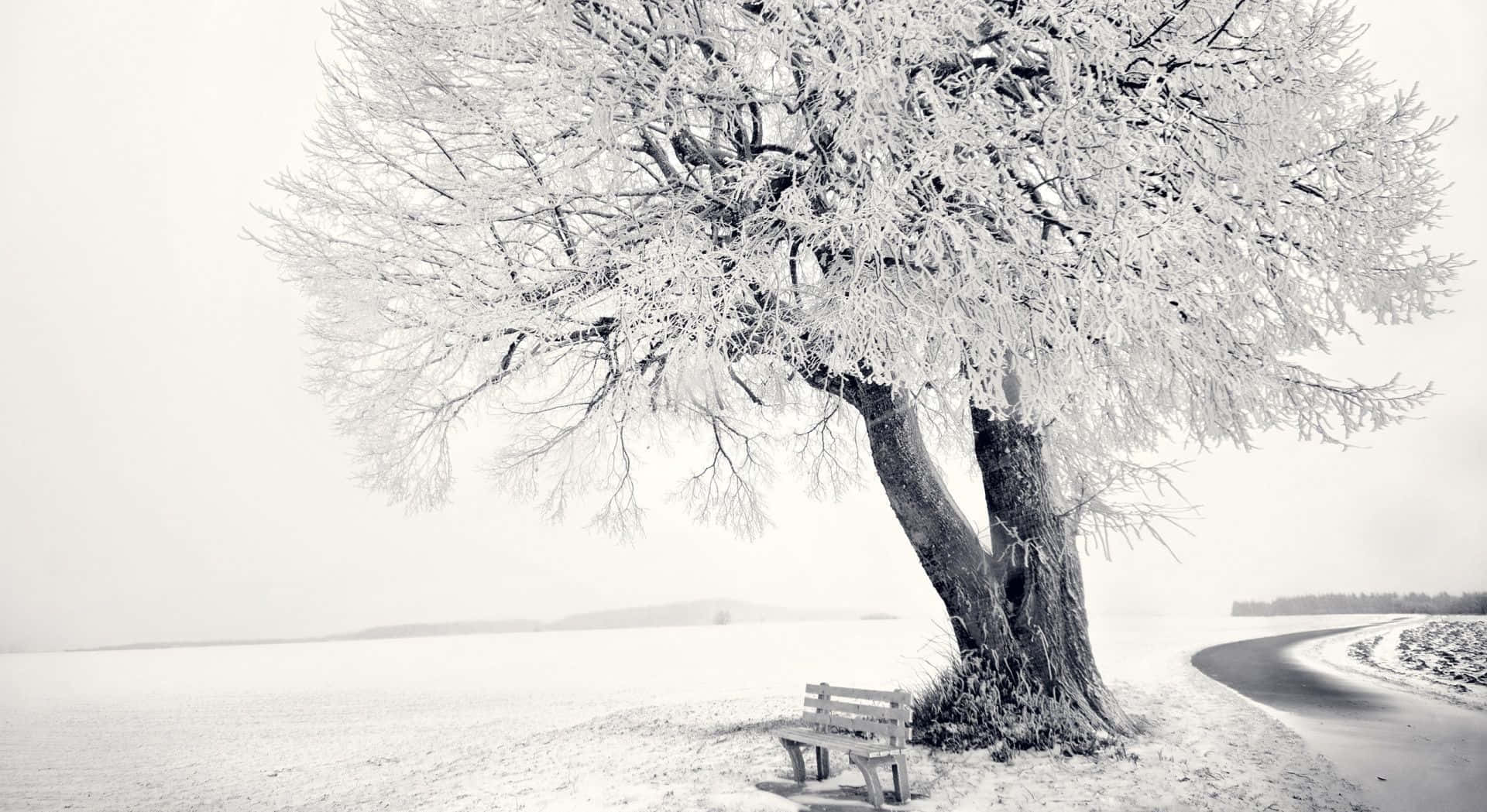 Paisajede Árboles Invernales Cubiertos De Nieve Fondo de pantalla