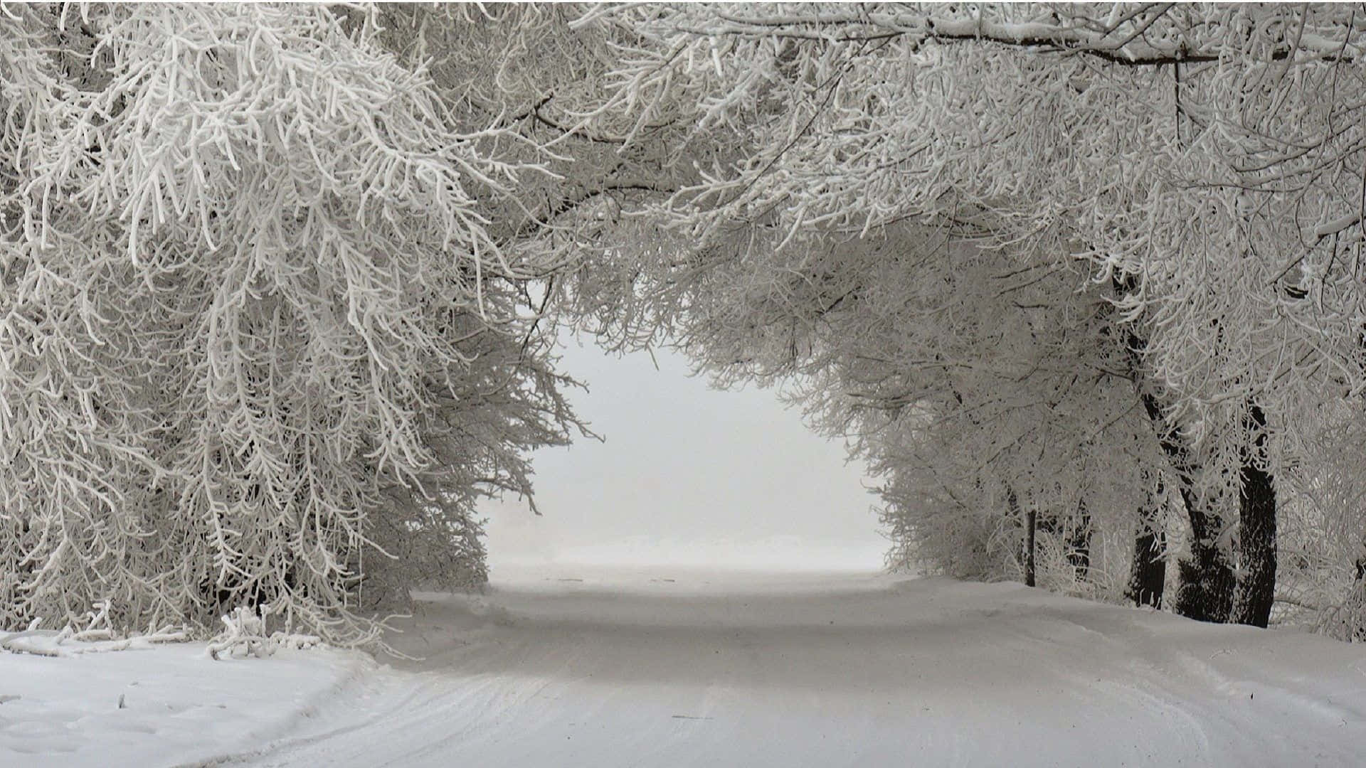 Árbolesinvernales Cubiertos De Nieve En El Bosque Fondo de pantalla