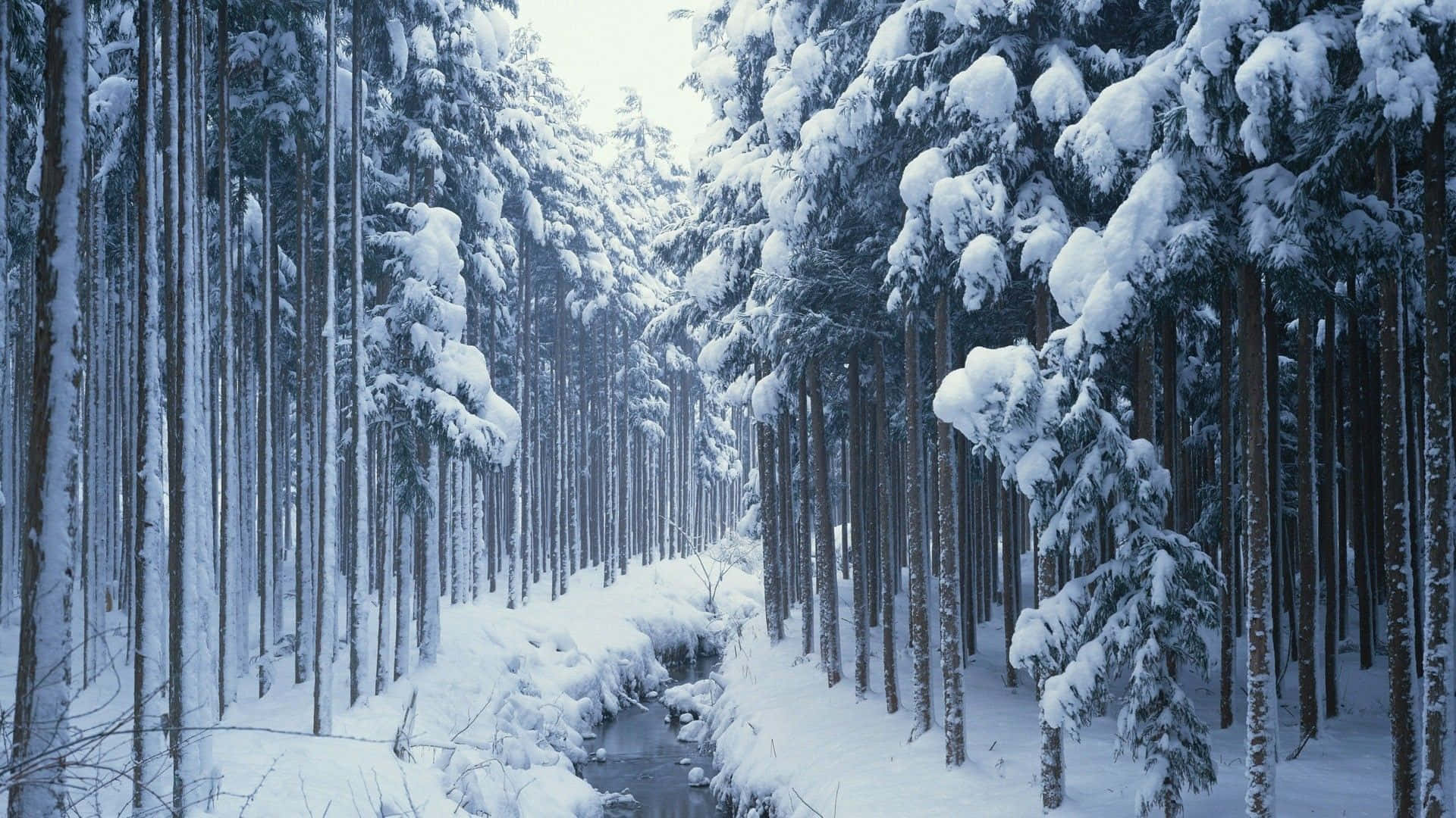 Majestic Winter Trees Covered in Snow Wallpaper