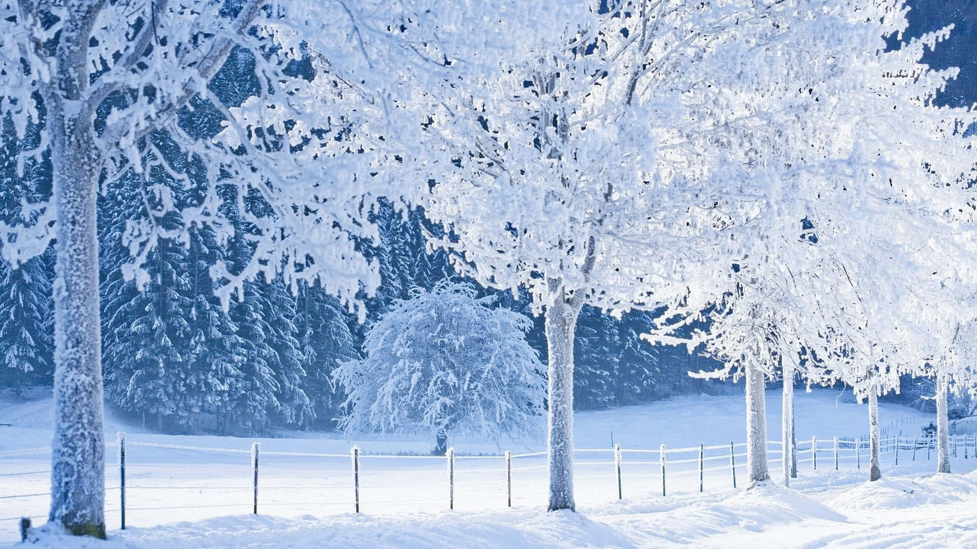 Árbolesinvernales Cubiertos De Nieve. Fondo de pantalla