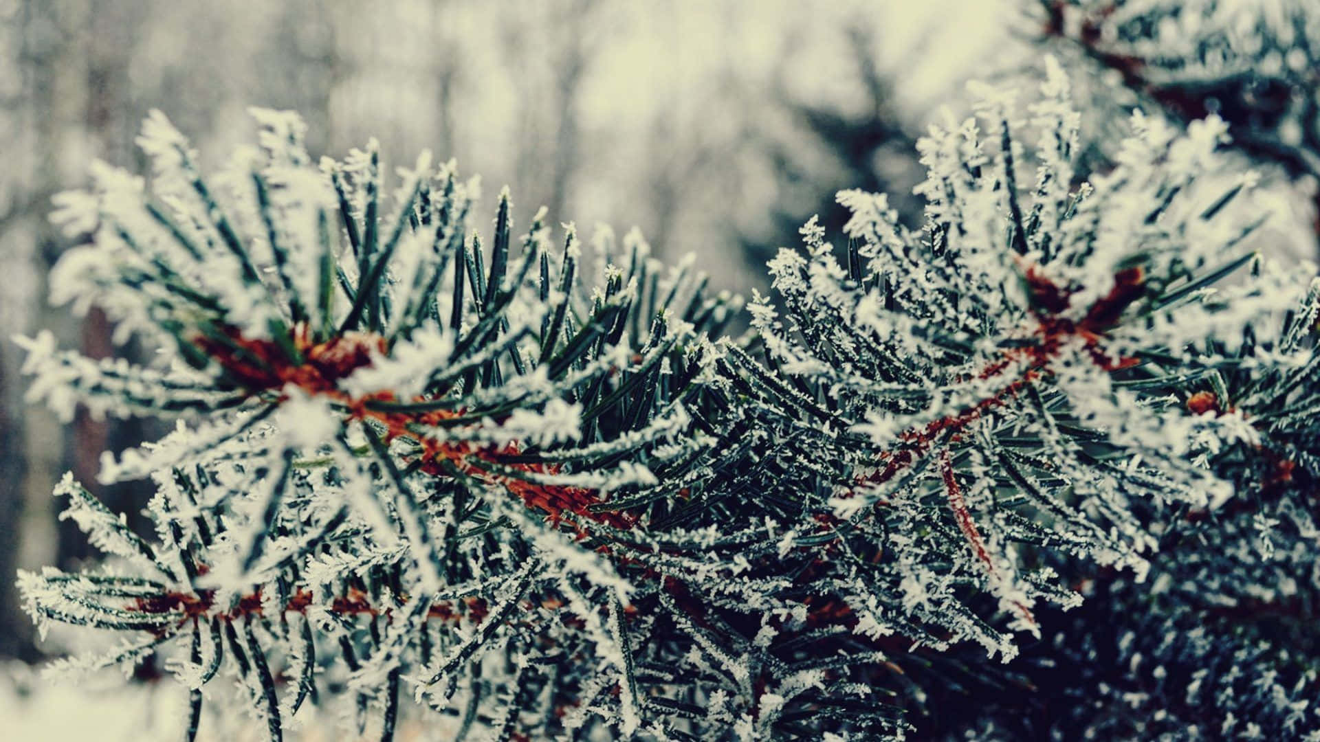 Árbolesmajestuosos De Invierno Cubiertos De Nieve. Fondo de pantalla