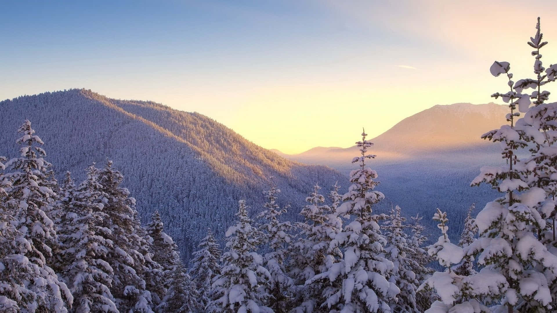 Impresionantesárboles De Invierno En Un Sereno Paisaje Nevado Fondo de pantalla