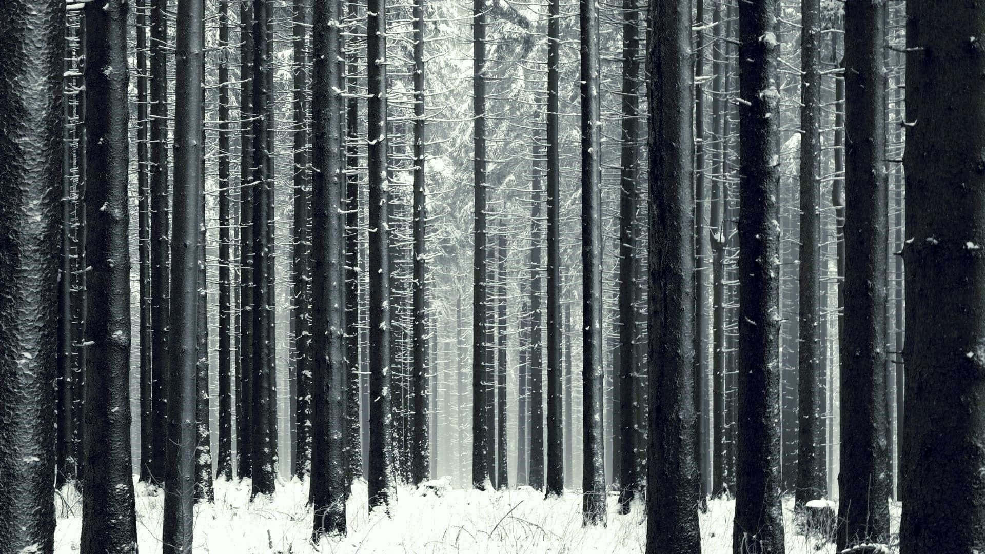 Majestic Winter Trees in Snowy Landscape Wallpaper