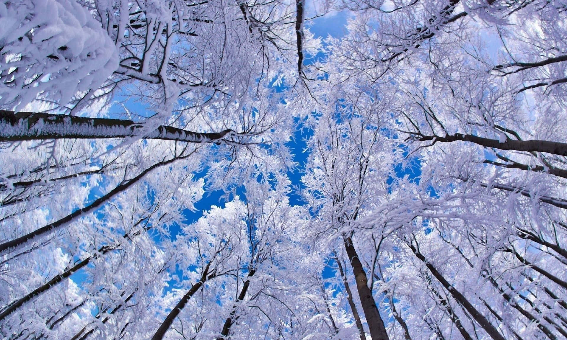 Enchanting Winter Forest Scene Wallpaper