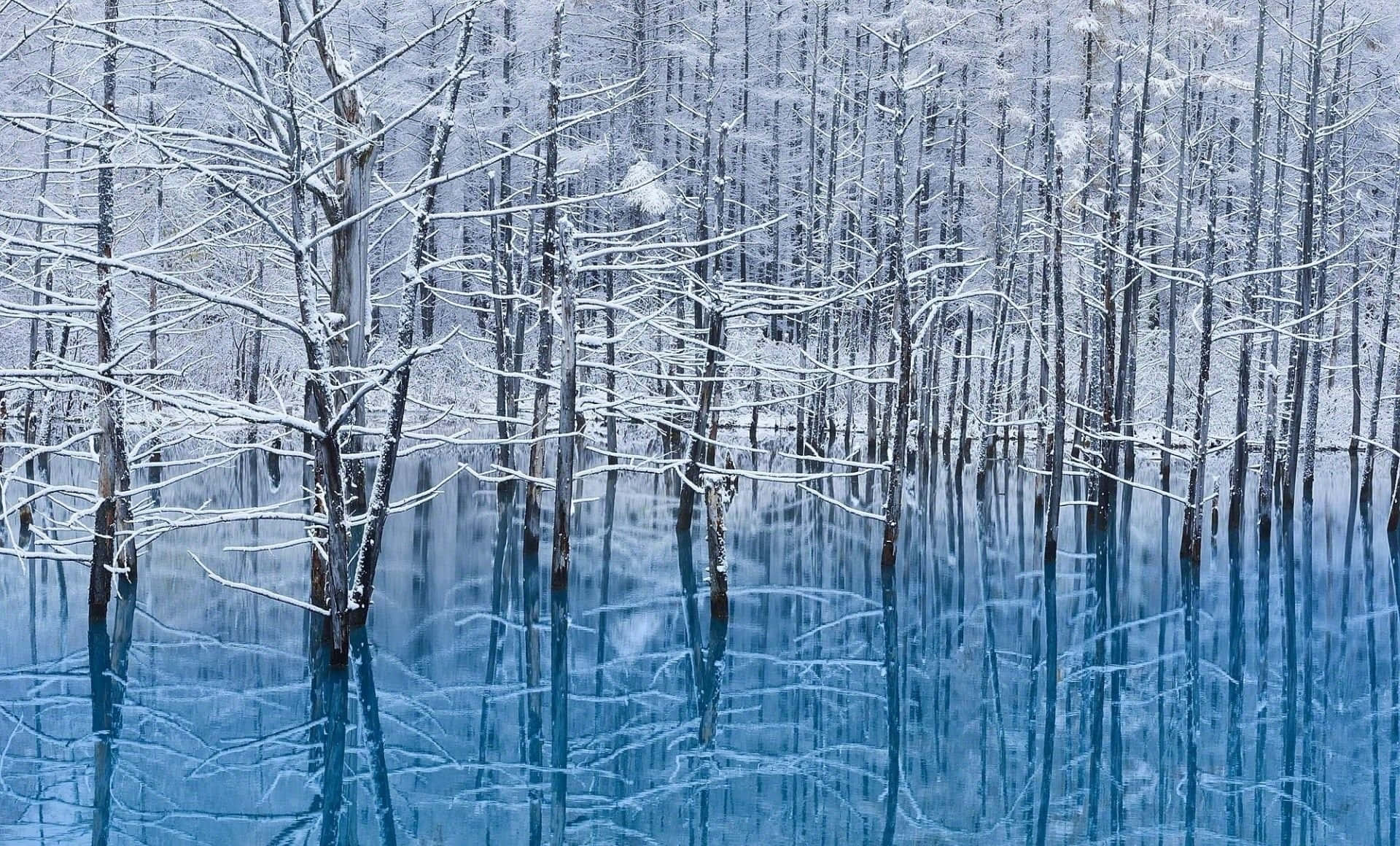 A Snowy Winter Wonderland Featuring Majestic Trees Wallpaper