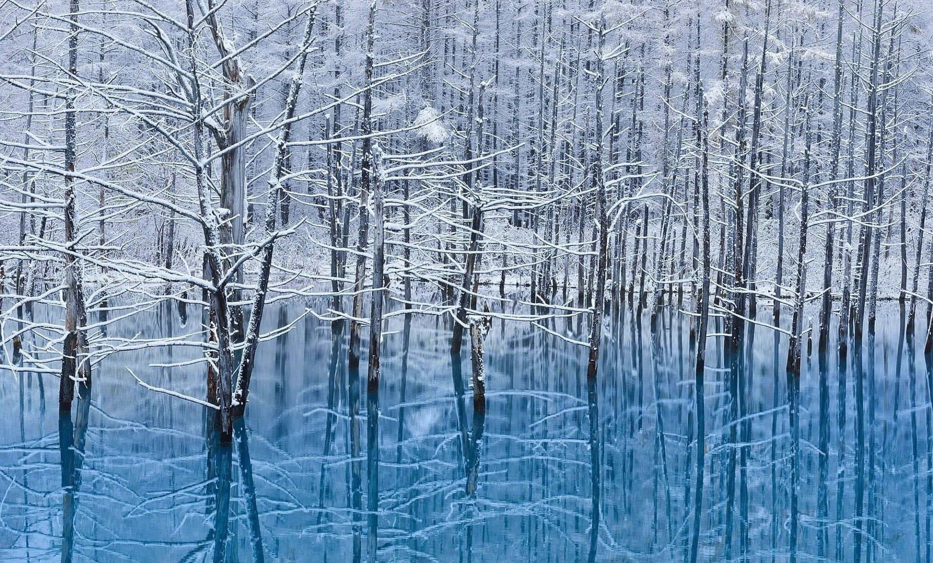 Uninvierno Nevado De Ensueño Con Árboles Majestuosos Fondo de pantalla