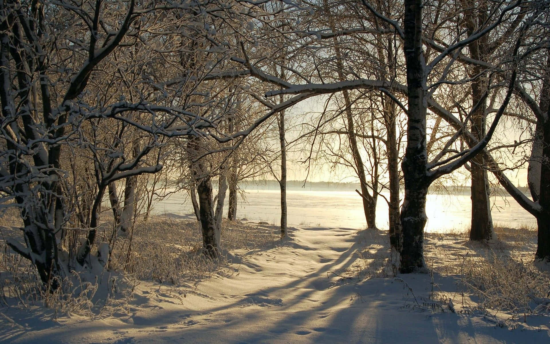 Snowy Winter Trees in a Serene Landscape Wallpaper
