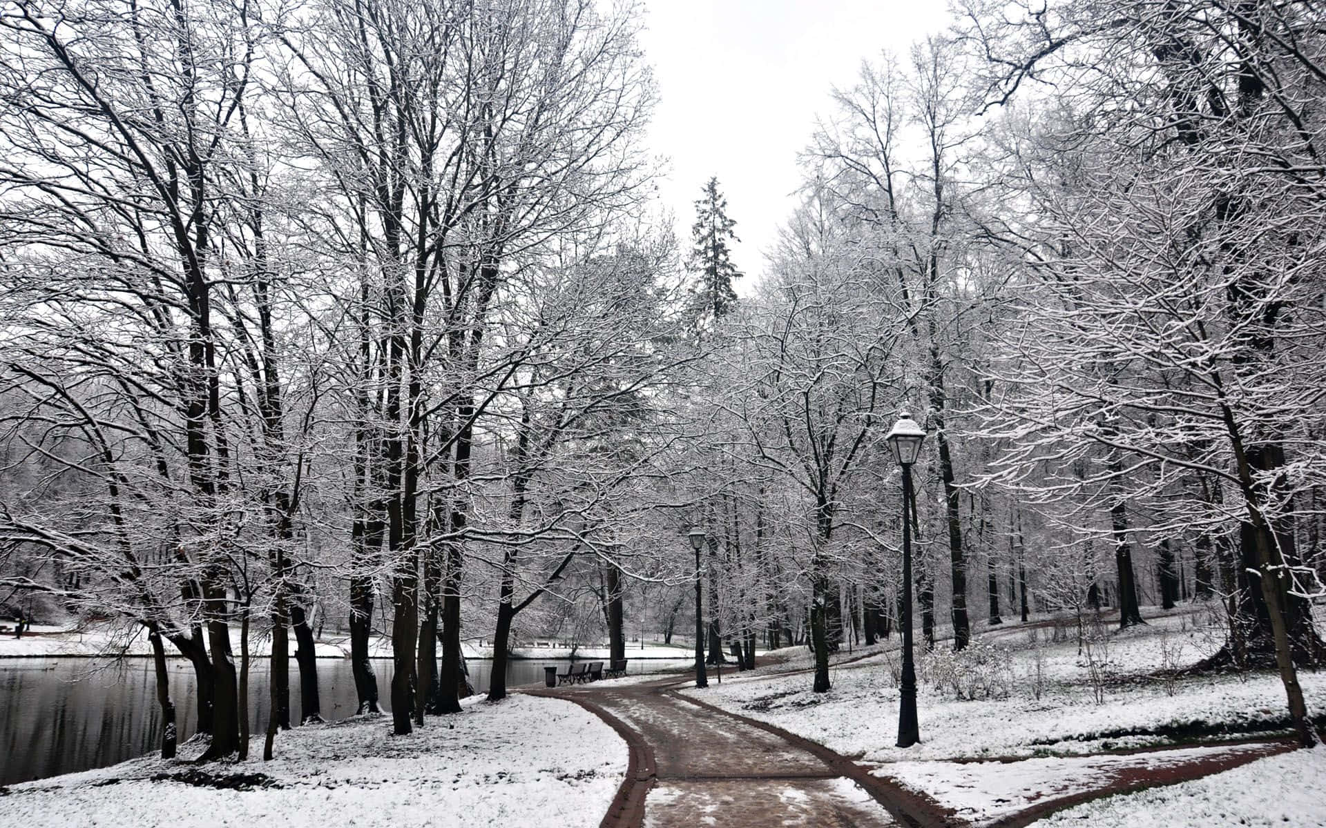 Árbolesde Invierno Cubiertos De Nieve. Fondo de pantalla