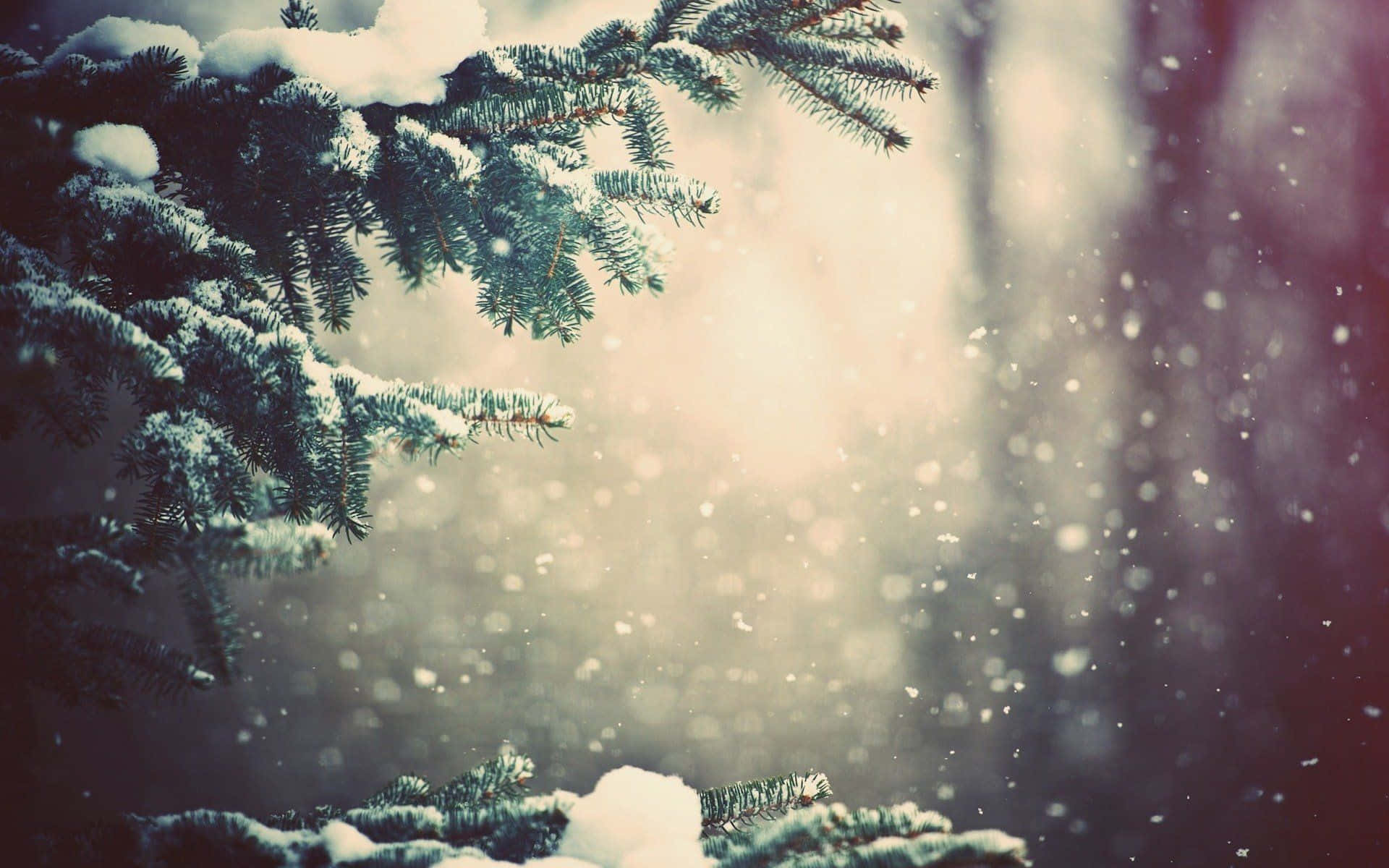 Majestic Winter Trees in a Snowy Landscape Wallpaper