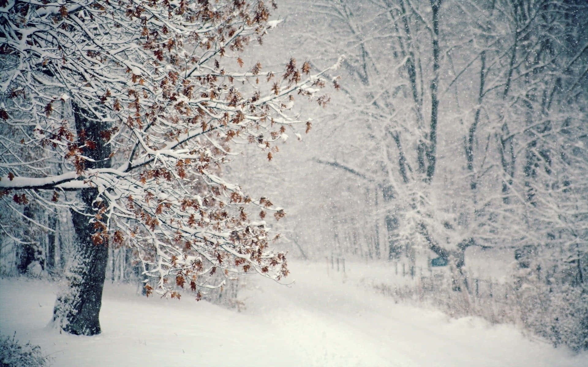 A walk through the snowy forest Wallpaper