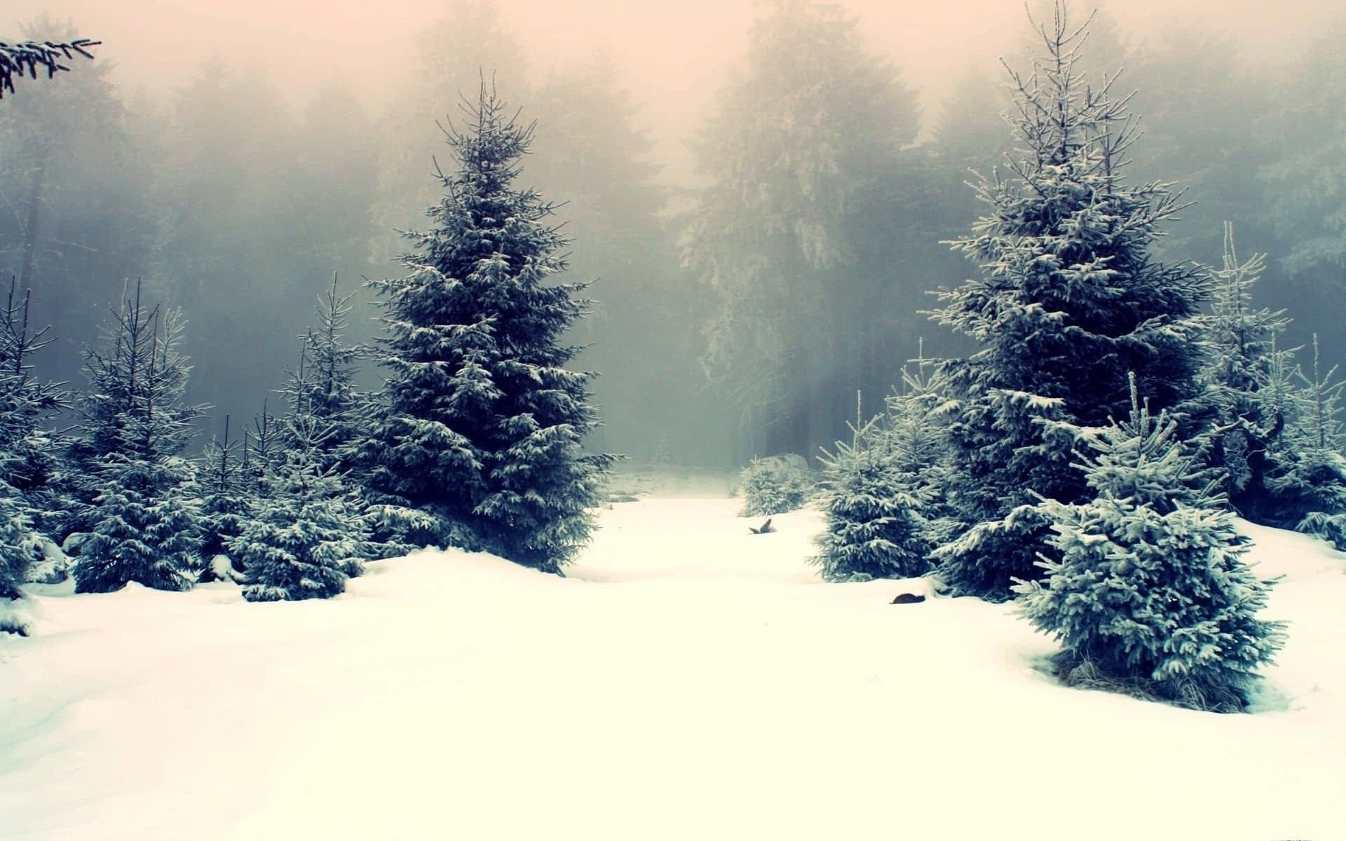Árbolesserenos De Invierno En Un Paisaje Cubierto De Nieve. Fondo de pantalla