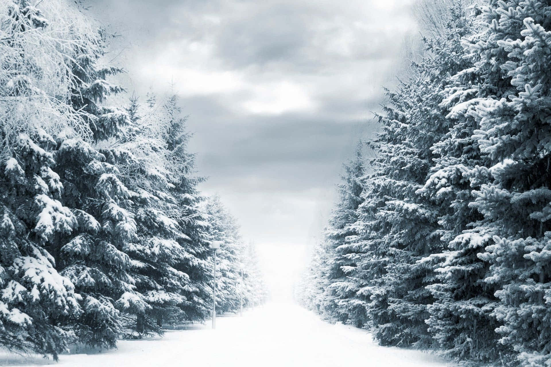 Hermososárboles Invernales Cubiertos De Nieve. Fondo de pantalla