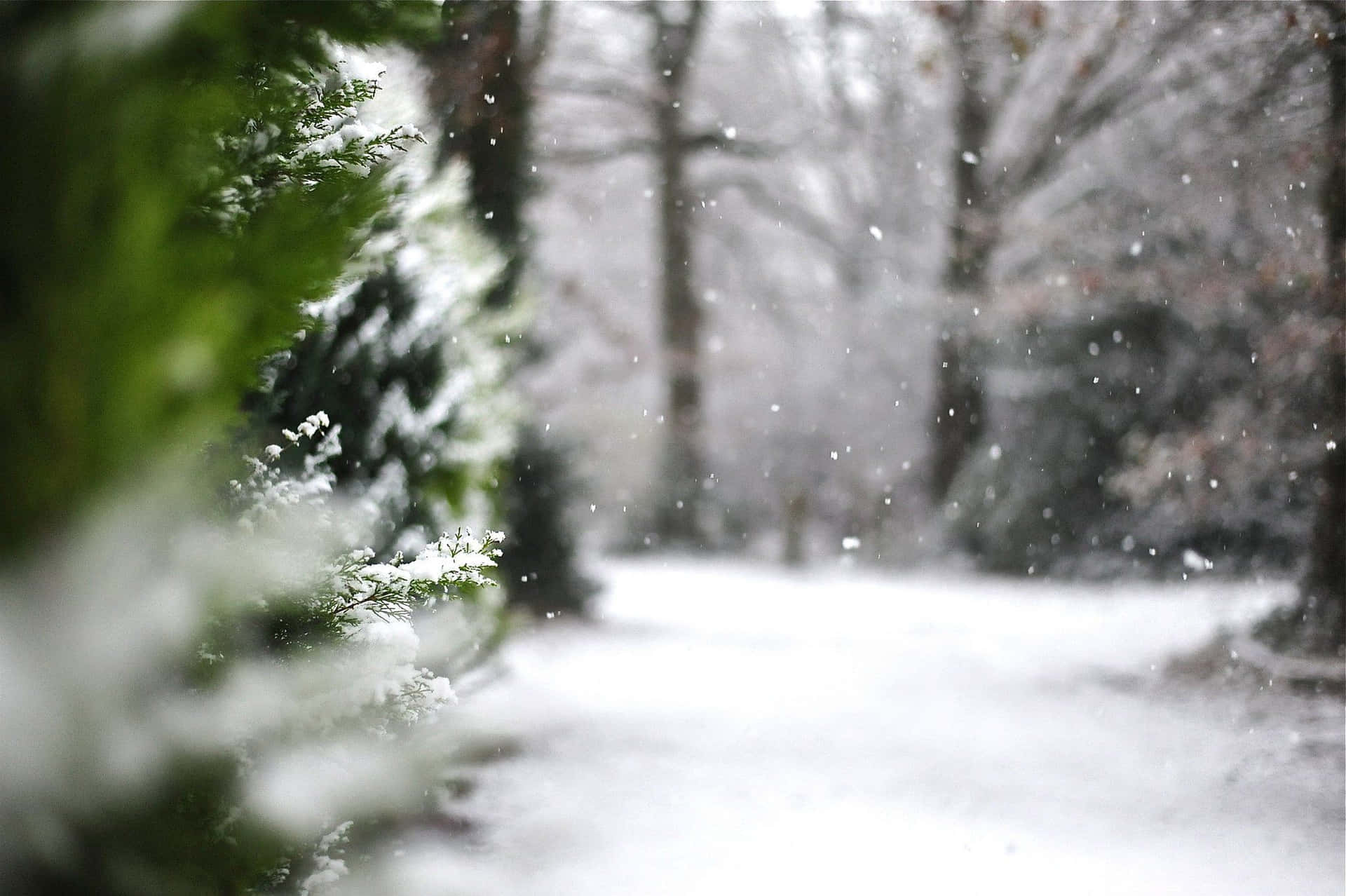 Árbolescubiertos De Nieve En Un Paisaje Tranquilo De Invierno. Fondo de pantalla