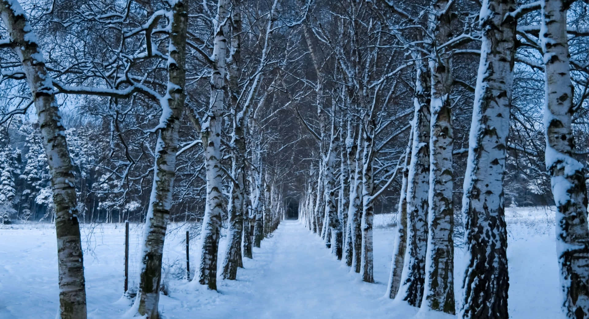 Majestic Winter Trees in Snowy Wonderland Wallpaper