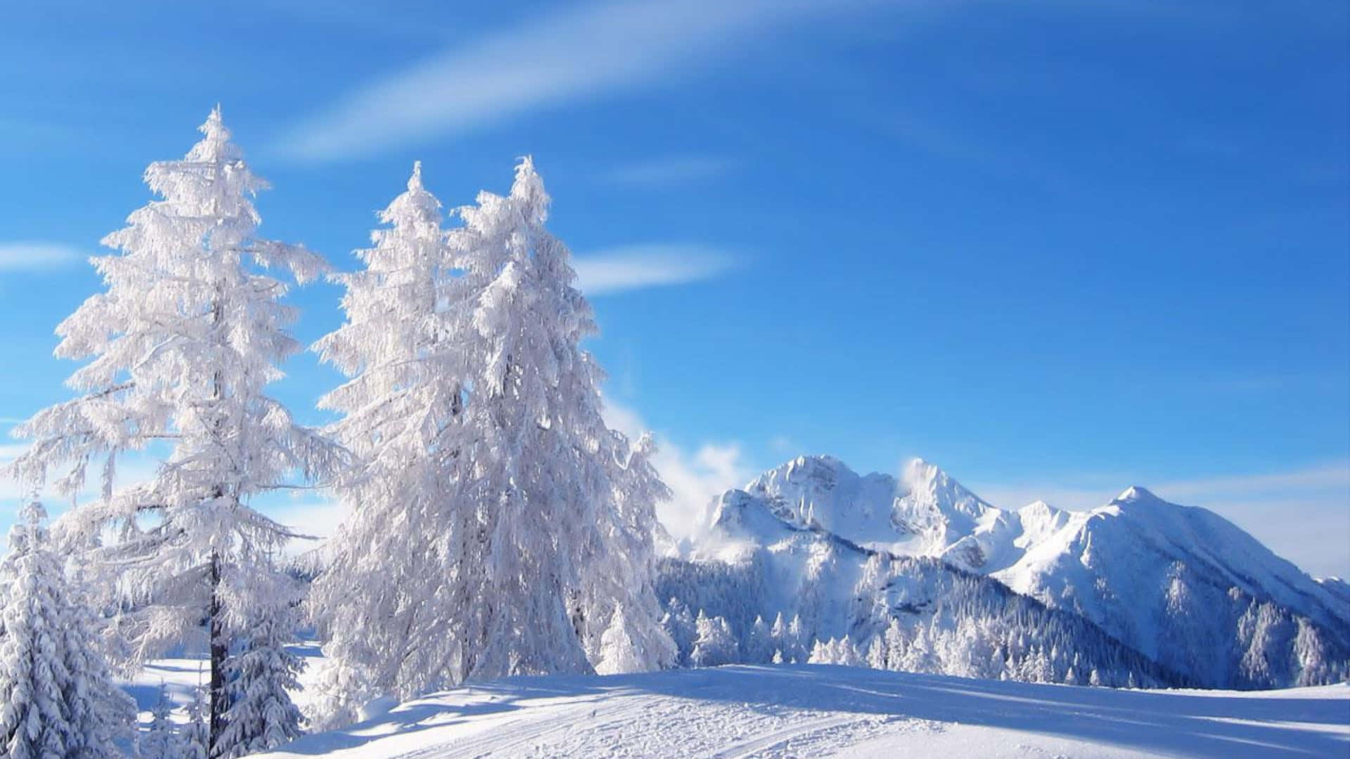 Snow-Covered Winter Trees in a Tranquil Landscape Wallpaper
