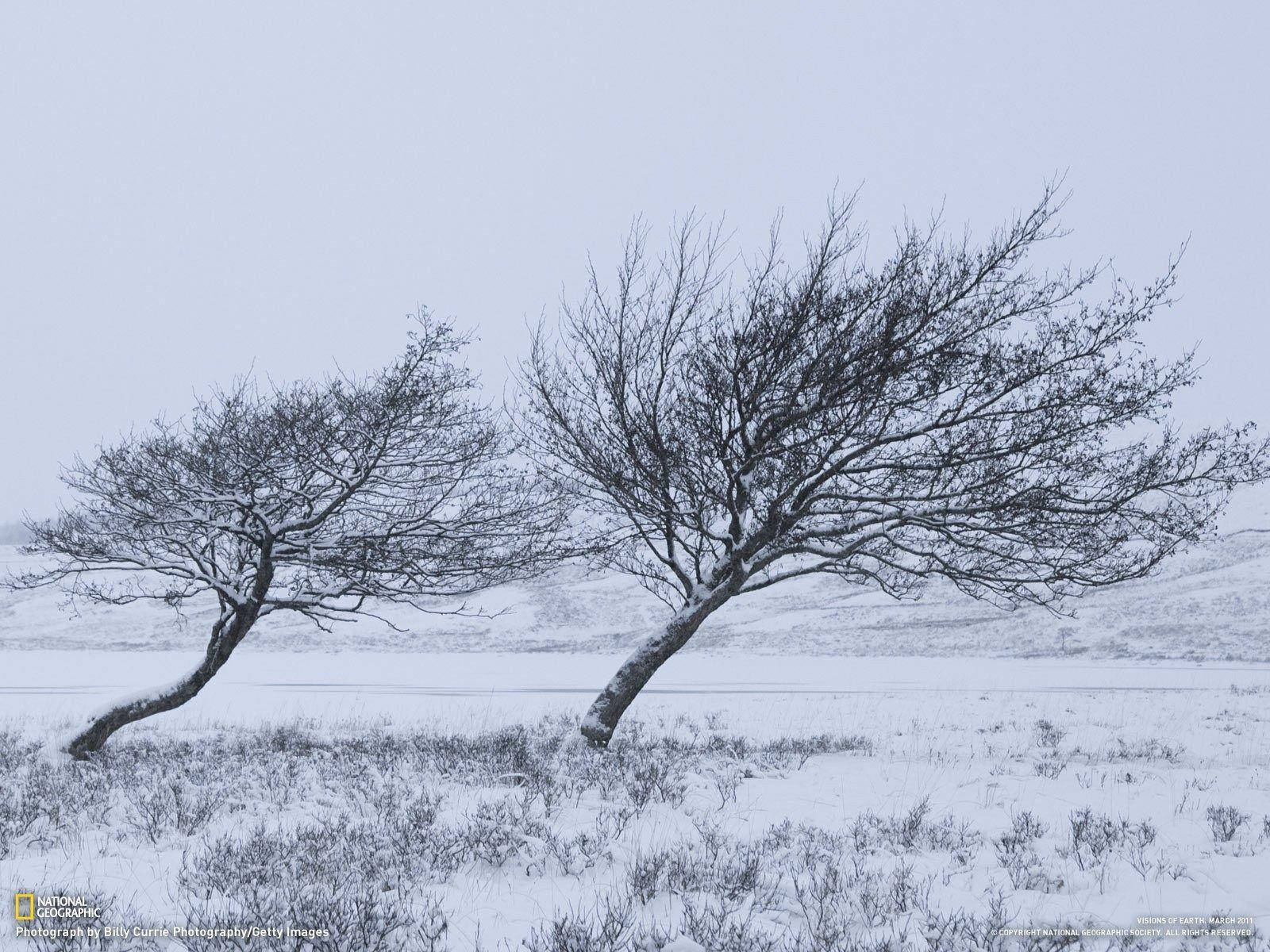Winter Trees Bending Windy Wallpaper