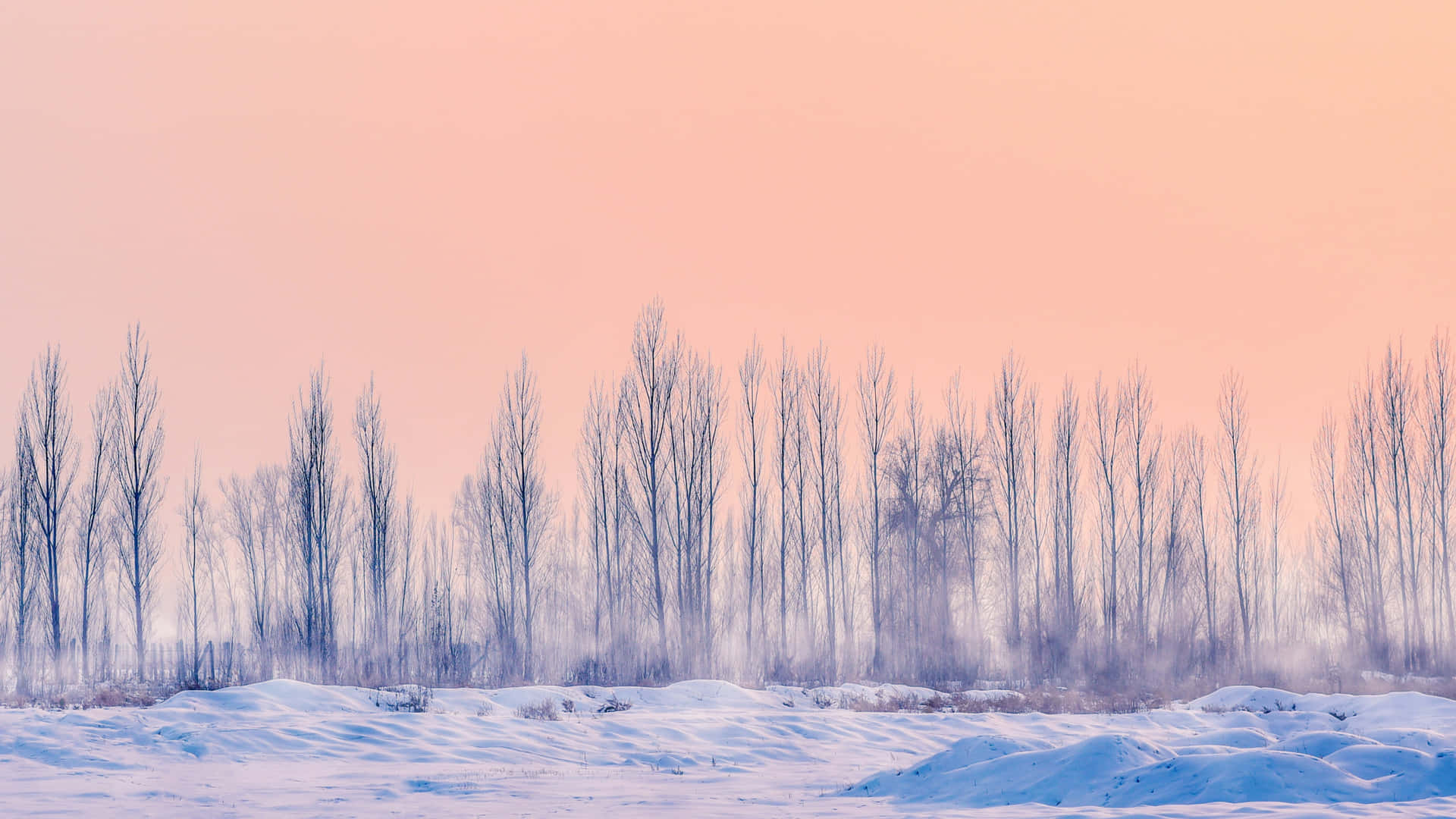 Winter Twilight Forest Landscape.jpg Wallpaper