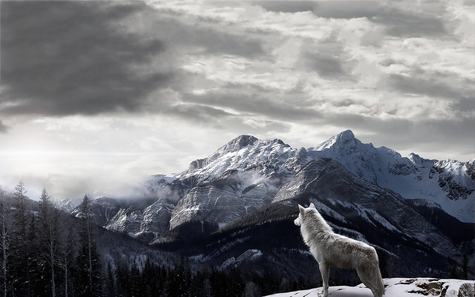 Winter White Wolf Wallpaper