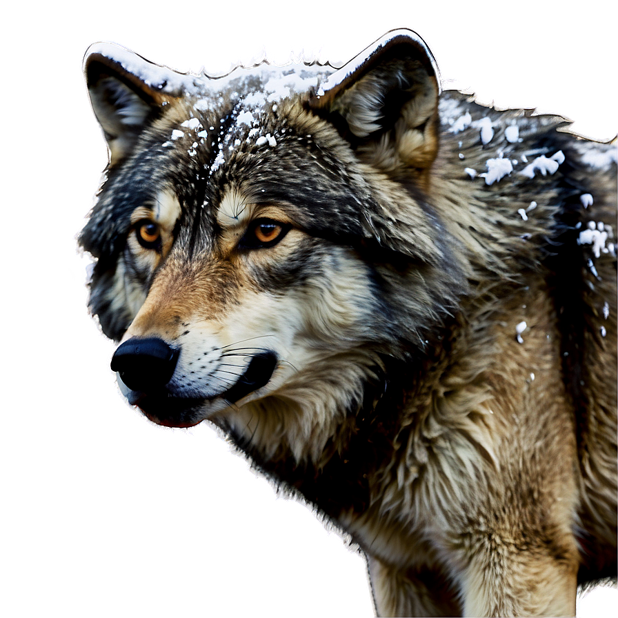 Winter Wolf In Snowfall Png 71 PNG