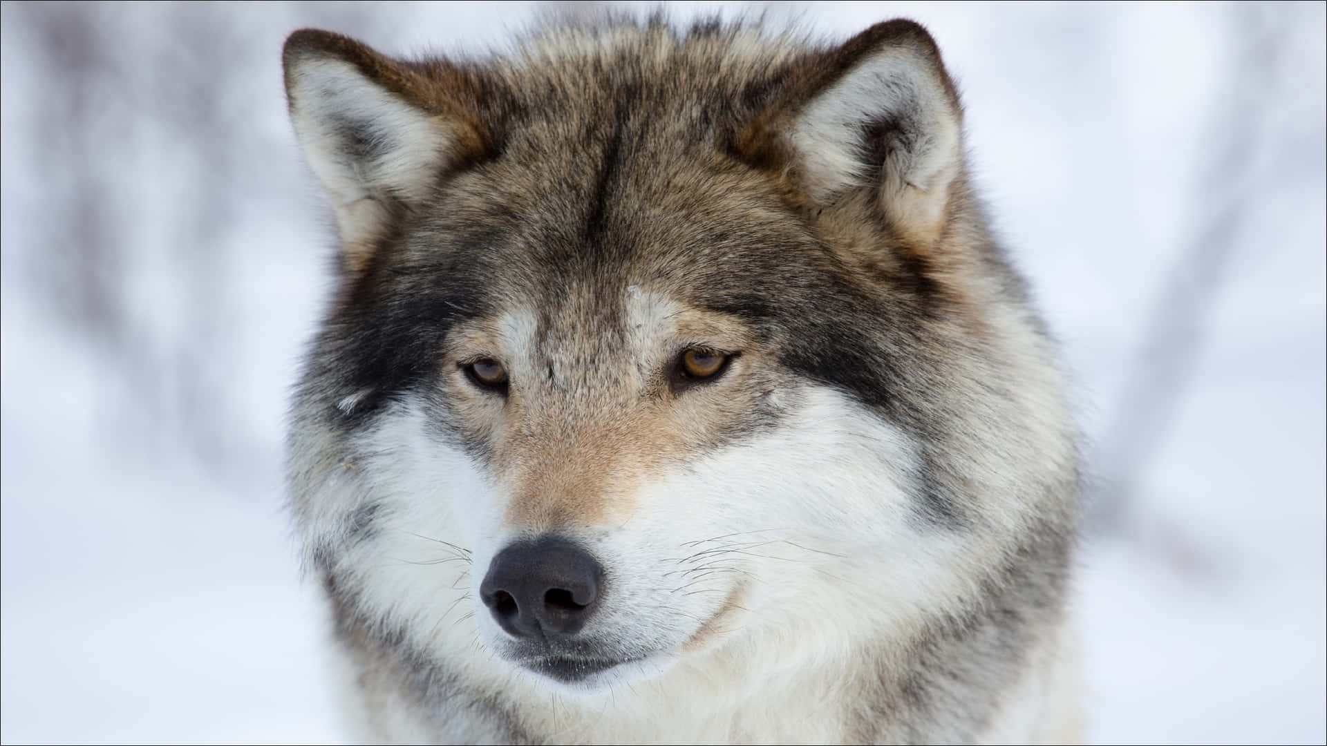 Winter_ Wolf_ Portrait Wallpaper