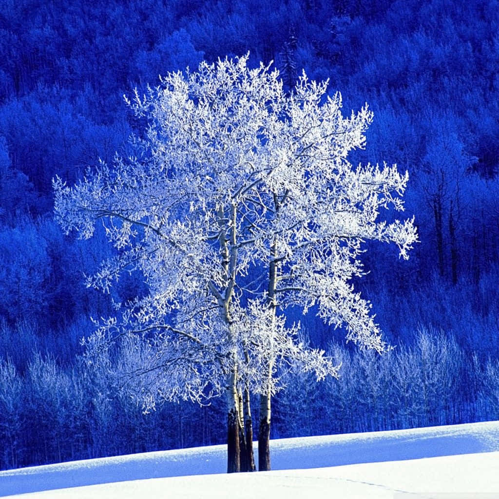 Captivating Winter Wonderland Scene Wallpaper