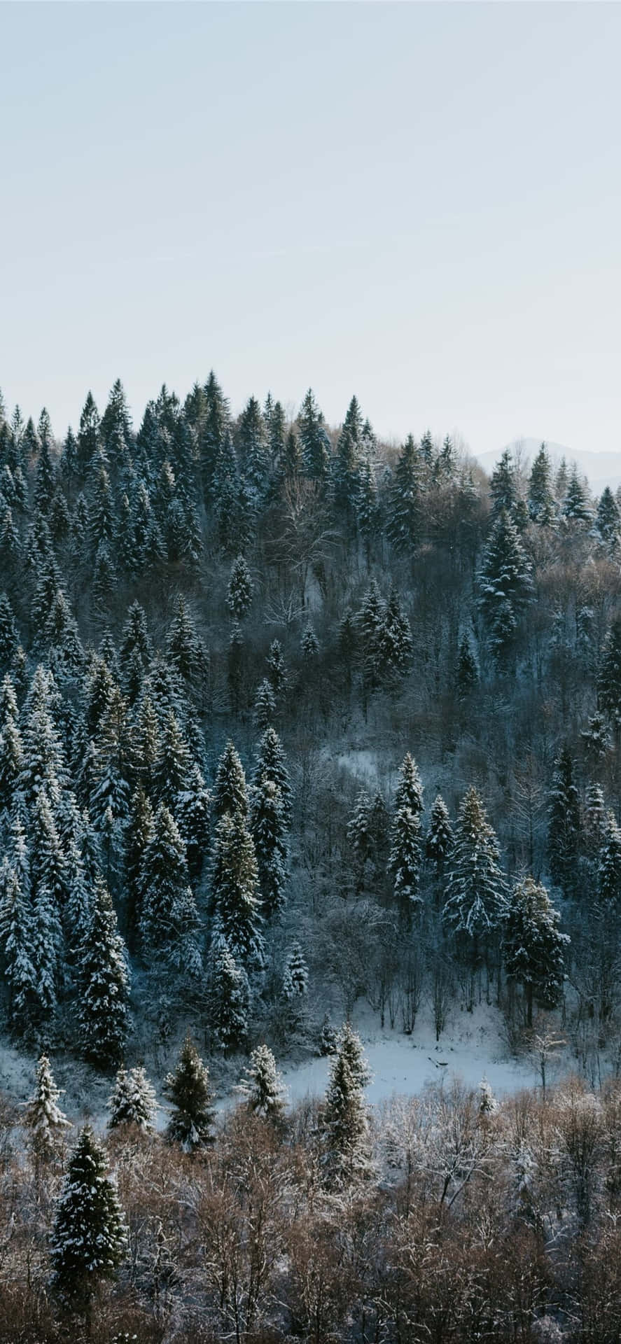 A Serene Winter Wonderland Wallpaper