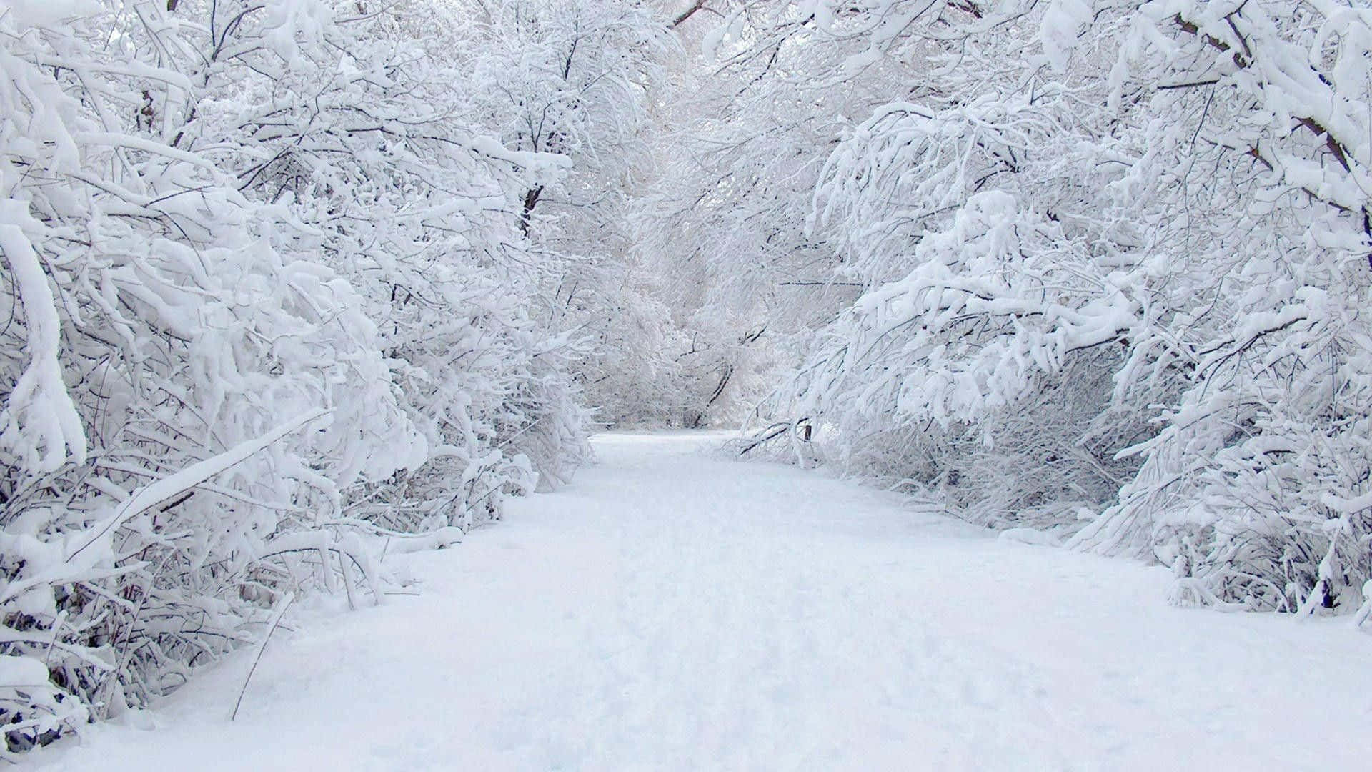 Enchanting Winter Wonderland Scene Wallpaper