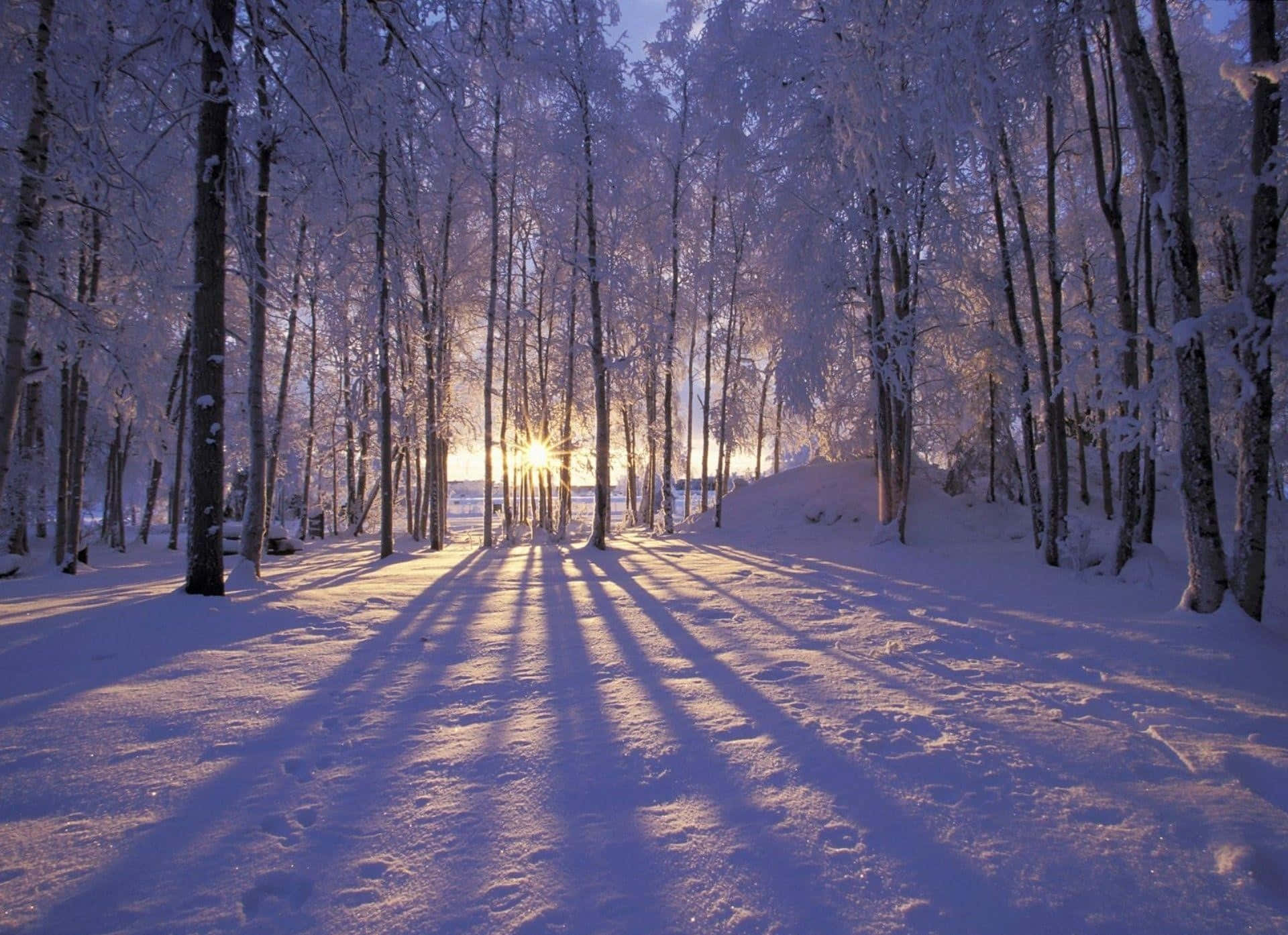 Winter Wonderland - Snowy Landscape&Frozen Trees Wallpaper