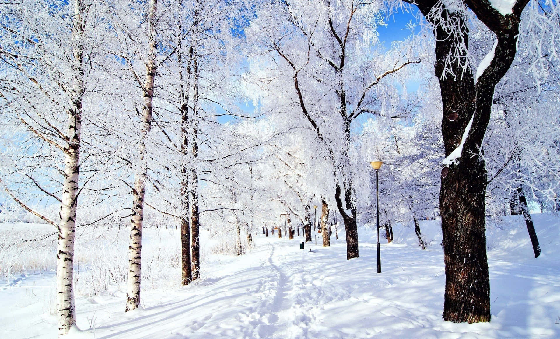 Download Magical Winter Wonderland Wallpaper | Wallpapers.com