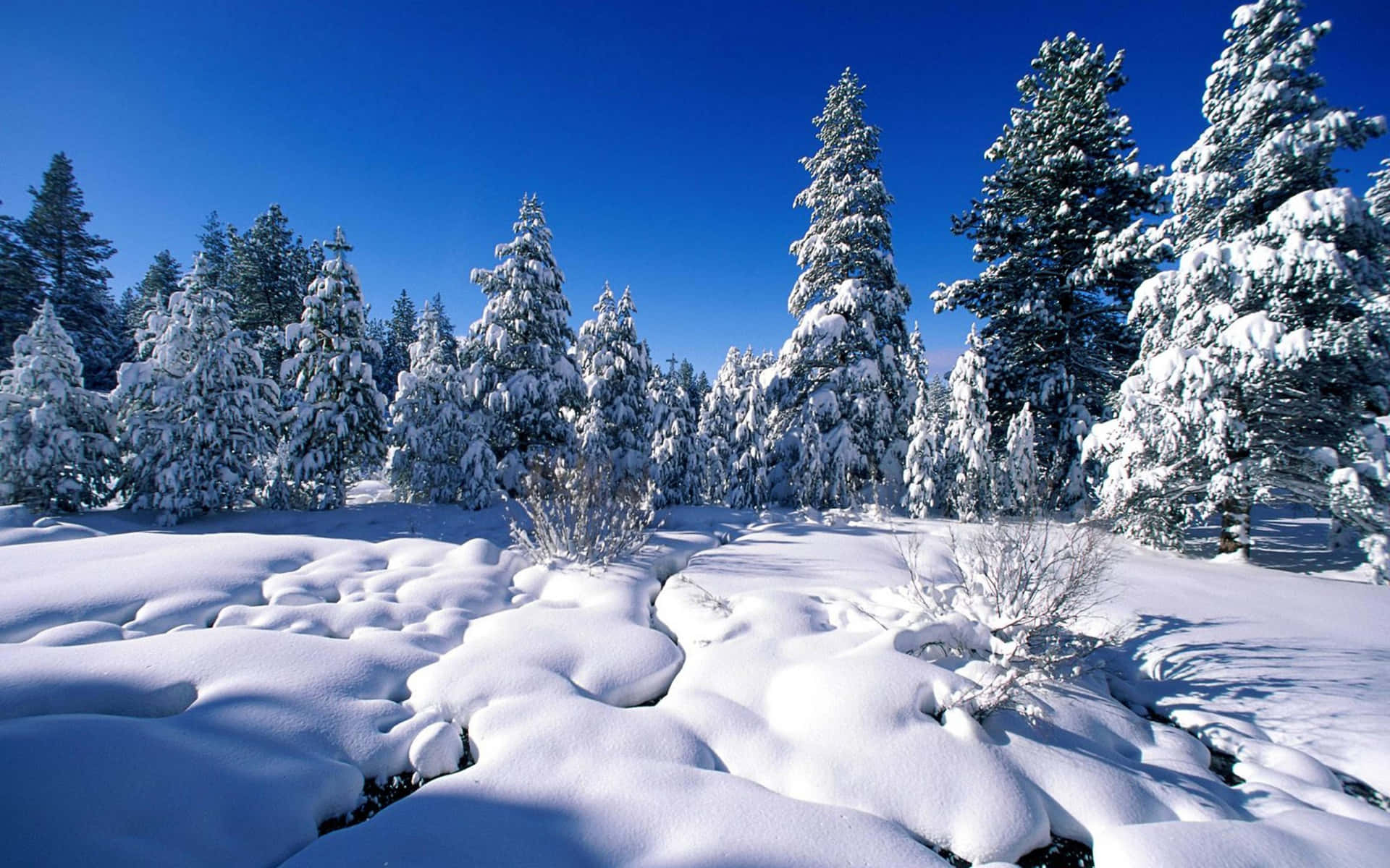 Winter wonderland. Чародейкою зимою околдован Тютчев. Зимний пейзаж. Зимний лес. Зимняя природа.