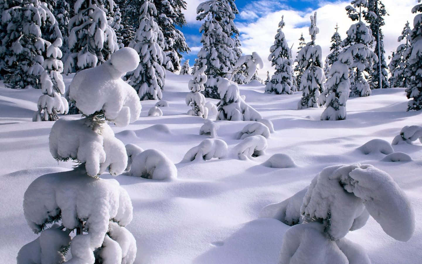 Thick Snow On Trees Of Winter Wonderland Background