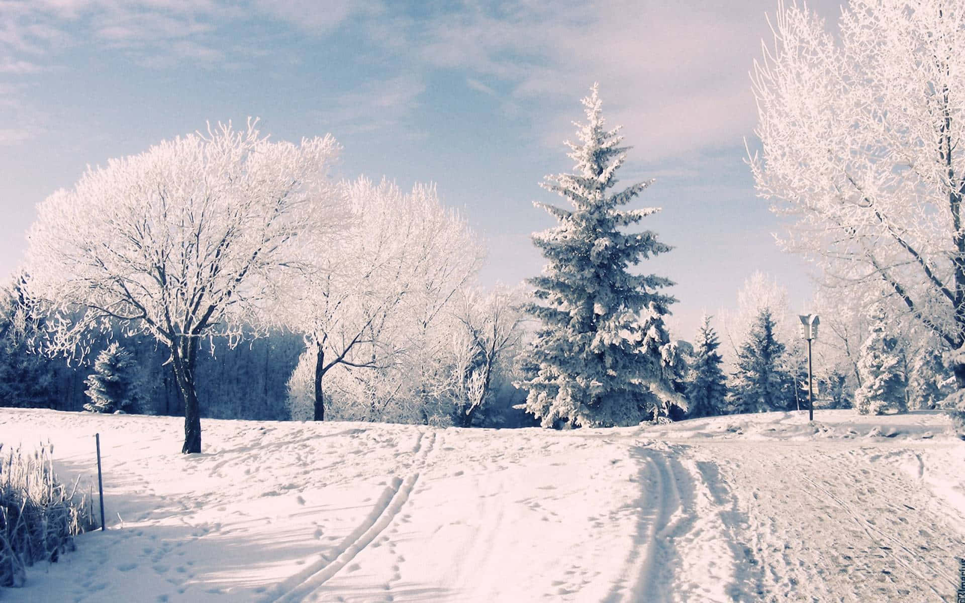 Aesthetic Winter Wonderland Background