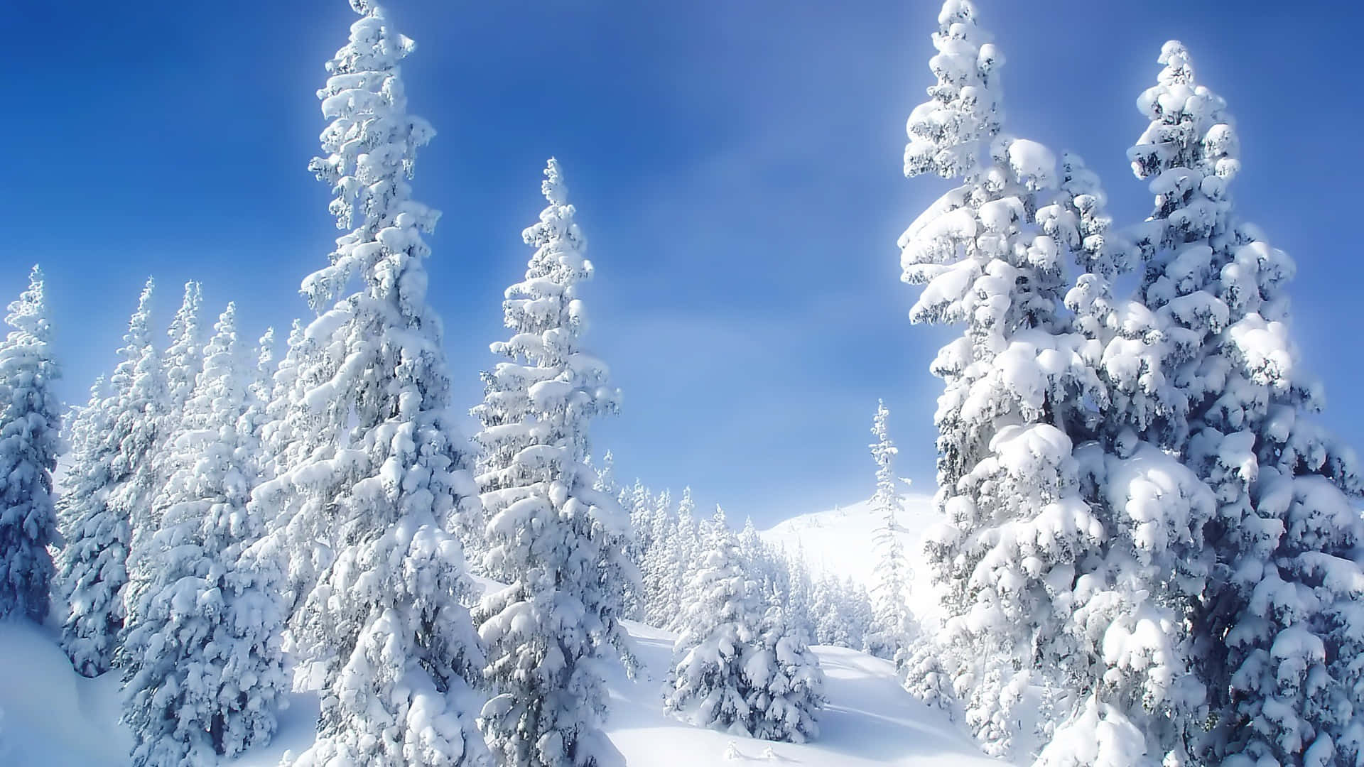 Towering Snowcapped Trees In Winter Wonderland Background