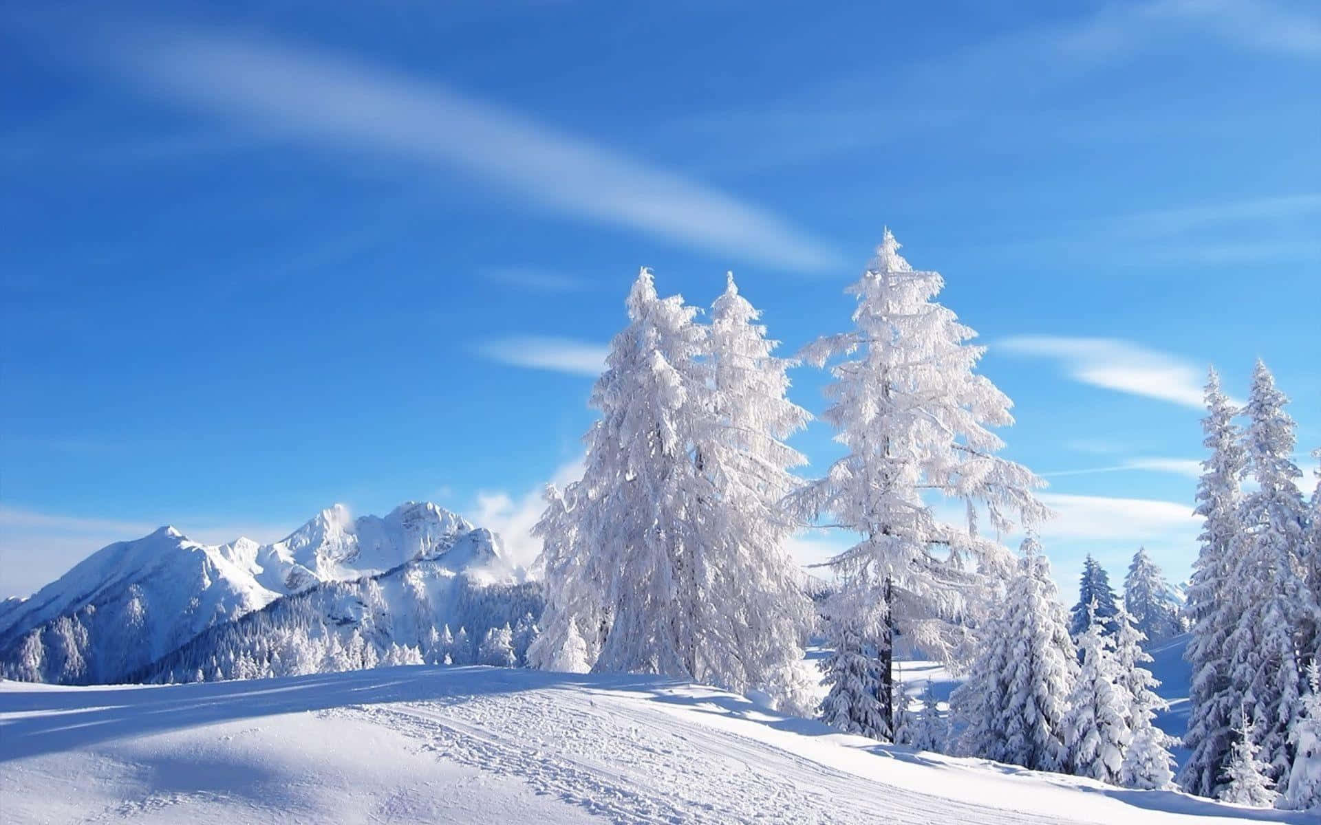 Bright Sky In Winter Wonderland Background