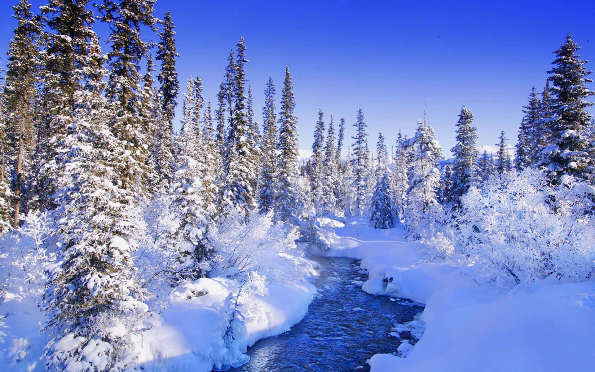 Snowy Pine Trees Winter Wonderland Background