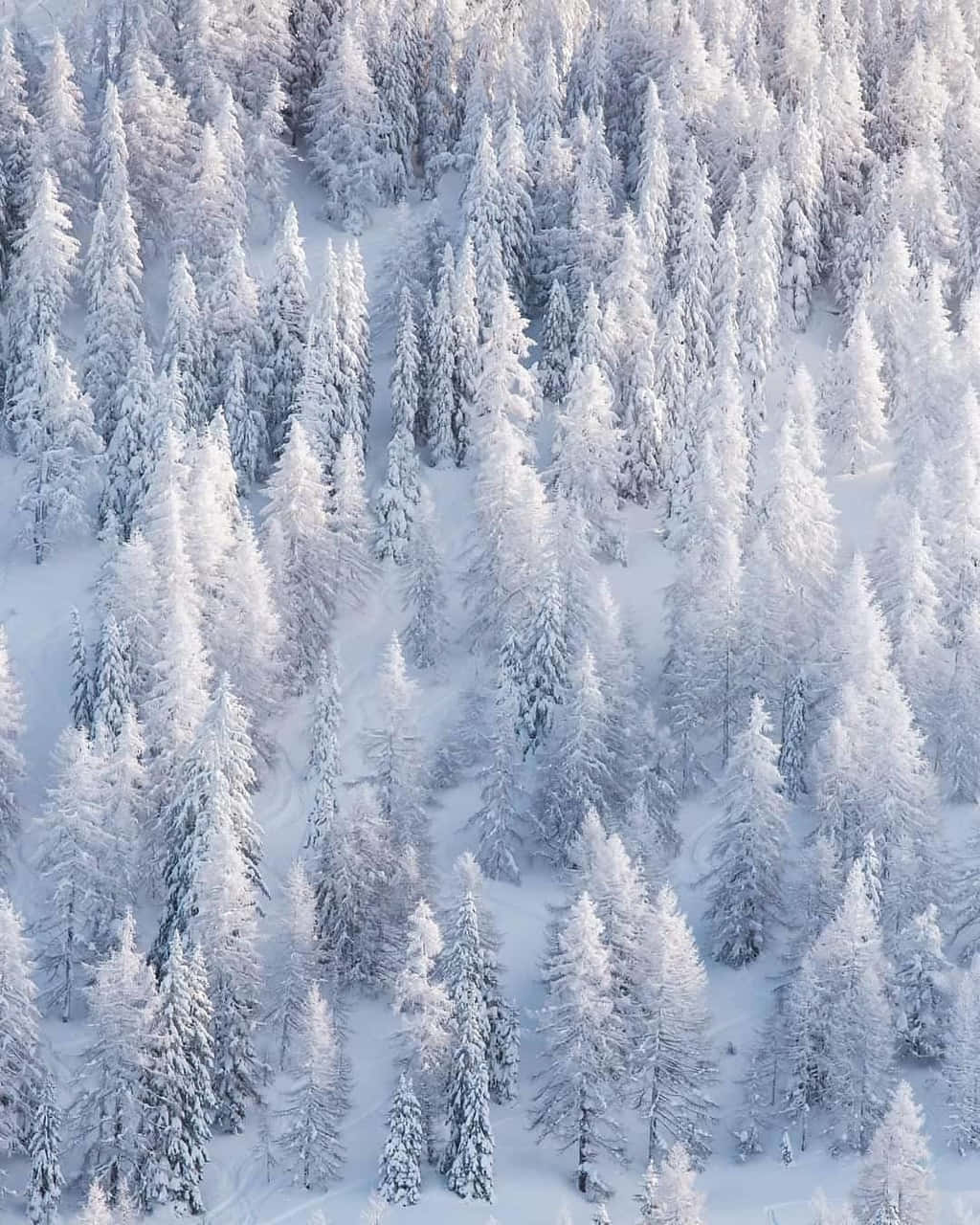 Winter Wonderland Forest.jpg Wallpaper