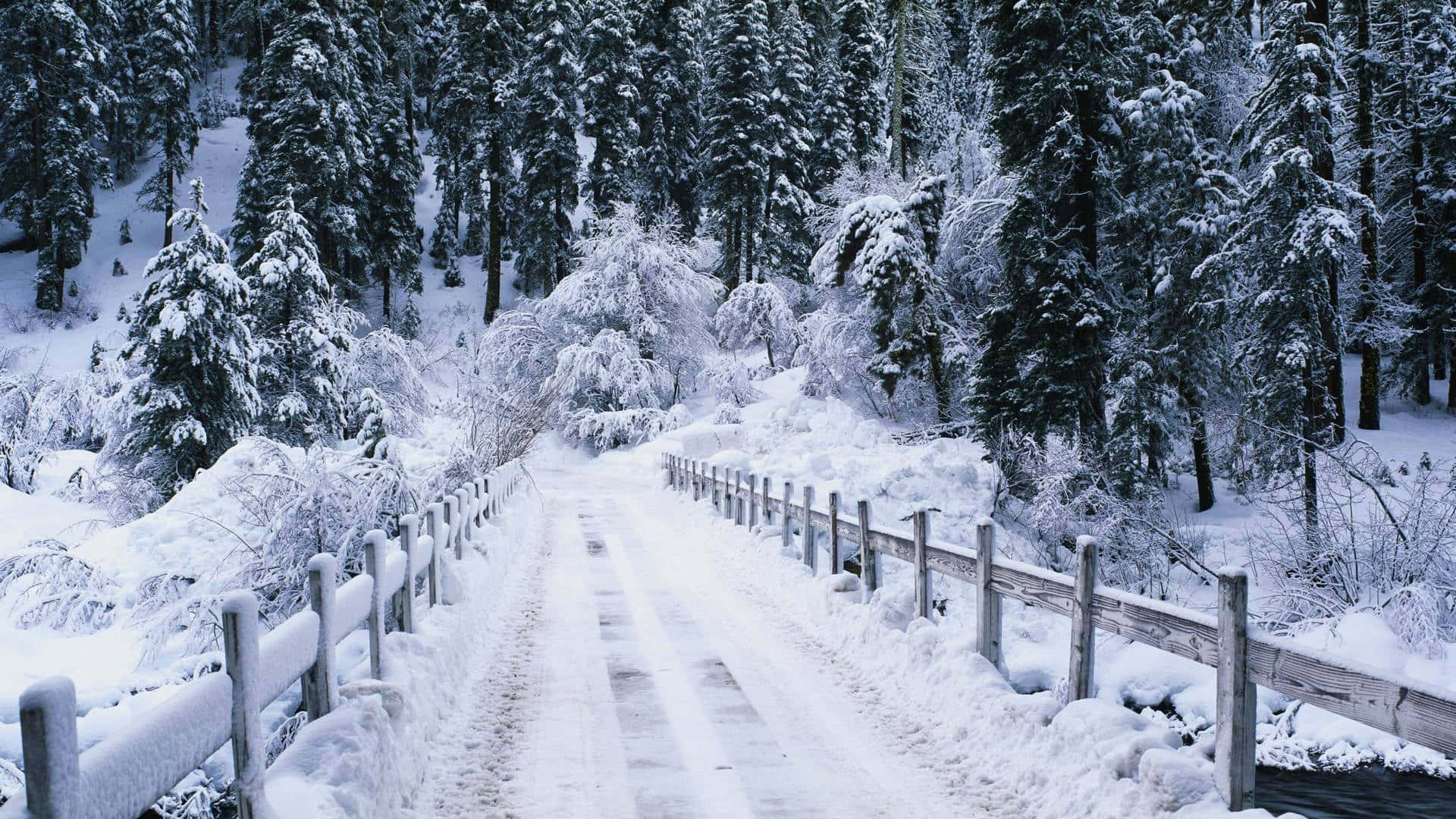 Winter_ Wonderland_ Pathway.jpg Wallpaper