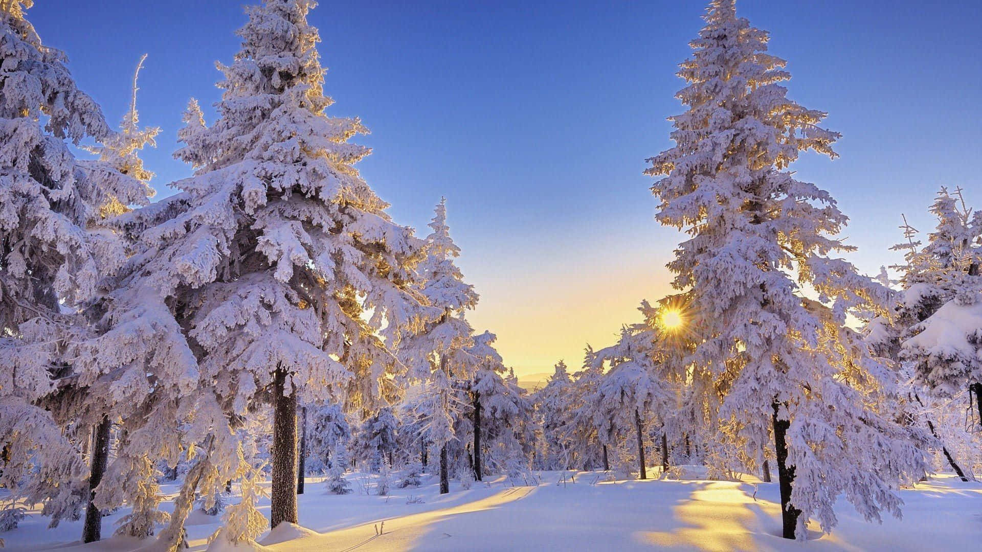 Si omhyggelig vinter wonderland fyrretræer billede wallpaper